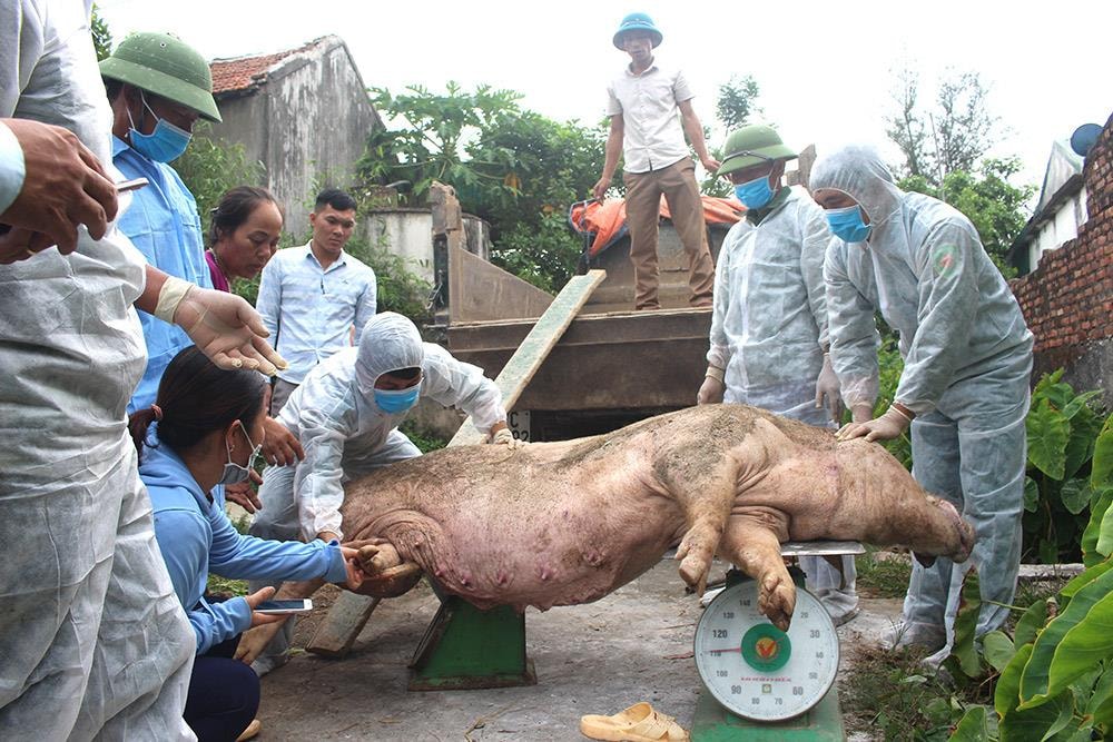  Hội đồng tiêu hủy lợn bị dịch tả lợn châu Phi xã Nghi Hoa, Nghi Lộc tổ chức cân lợn bị dịch trước khi đưa đi tiêu hủy. Ảnh: Nhật Tuấn