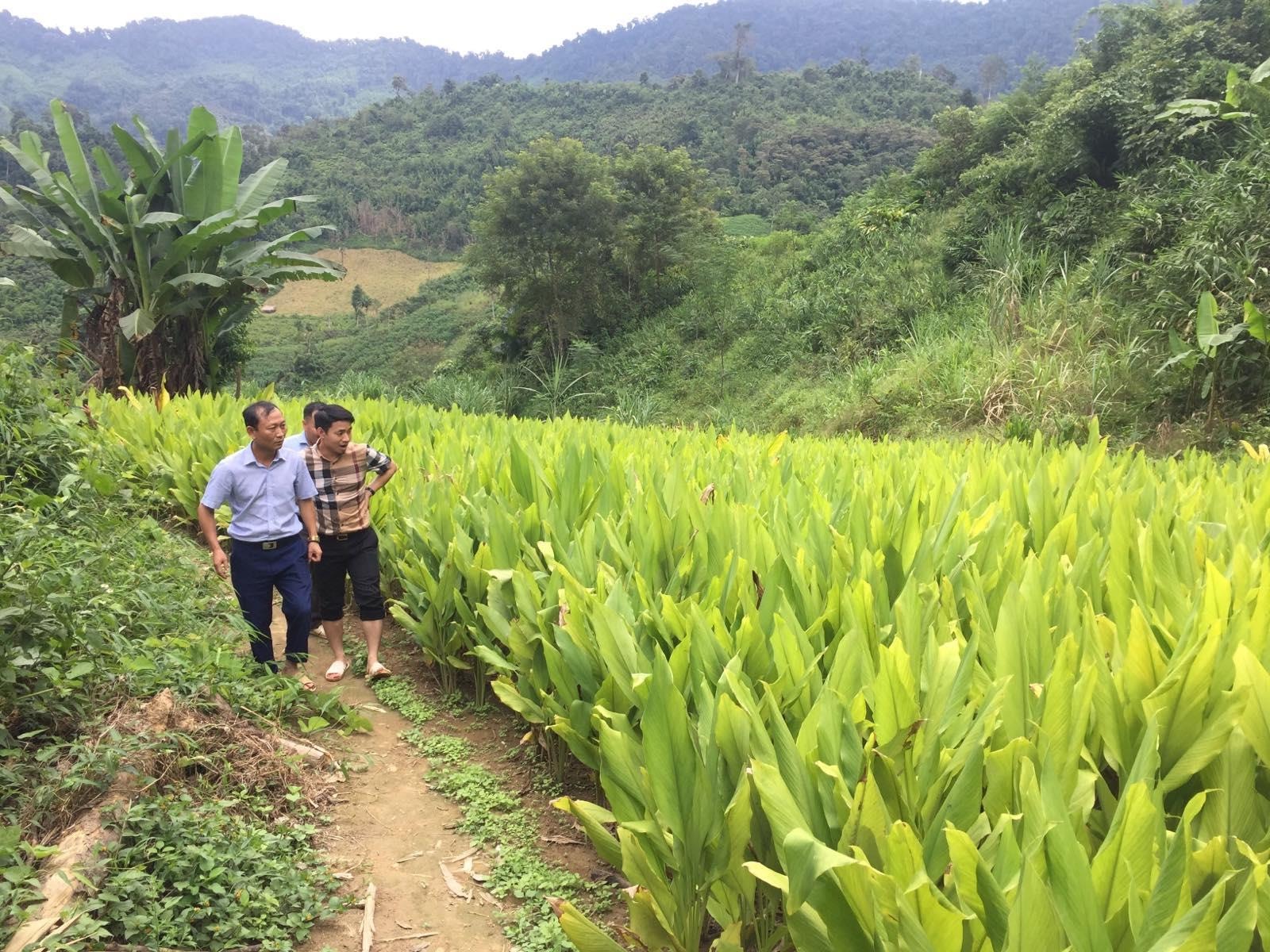 Mô hình trồng nghệ và sản xuất nghệ bột ở Tổng đội thanh niên xung phong 9, xã Tam Hợp (Tương Dương). Ảnh: Phương Thúy