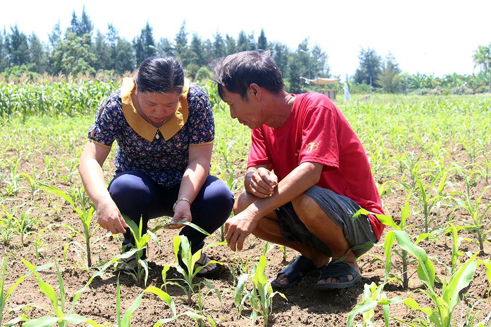 Nhiều diện tích ngô hè thu ở xã Diễn Thành, huyện Diễn Châu đã bị sâu gây hại nặng. Ảnh: Phú Hương