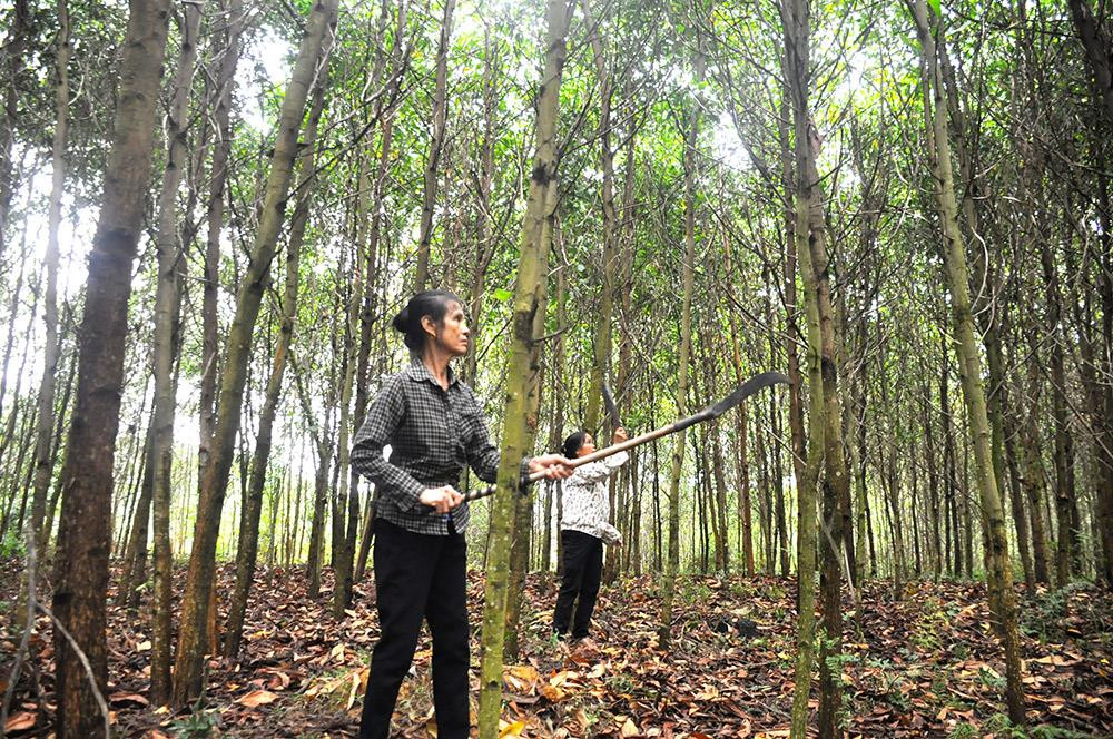 Chị Trần Thị Xuyên ở xóm 3 xã Thanh Thủy, Thanh Chương vay vốn từ chương trình WT3 NHCSXH khoanh nuôi bảo vệ 13 ha rừng vừa phát triển kinh tế, v