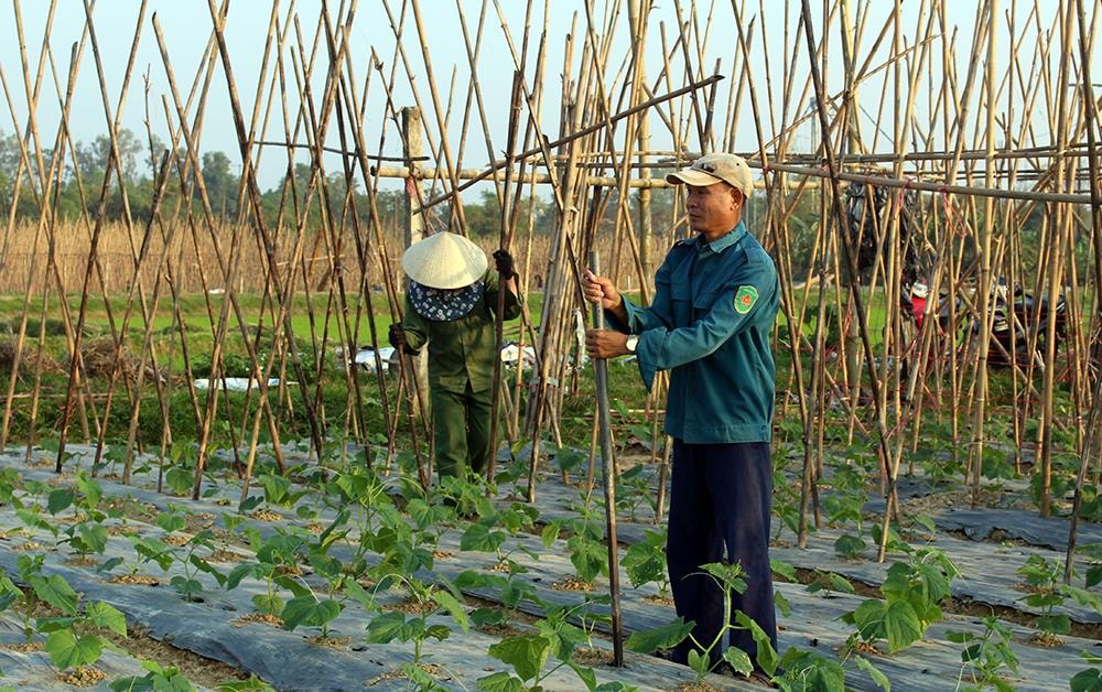 Cây bí xanh đem lại hiệu quả kinh tế cao tại xã Thanh Lĩnh, huyện Thanh Chương. Ảnh: Phú Hương