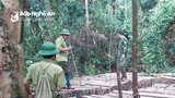 Nghệ An: Xác minh, làm rõ vụ việc rừng nguyên sinh Vườn Quốc gia Pù Mát bị xâm hại