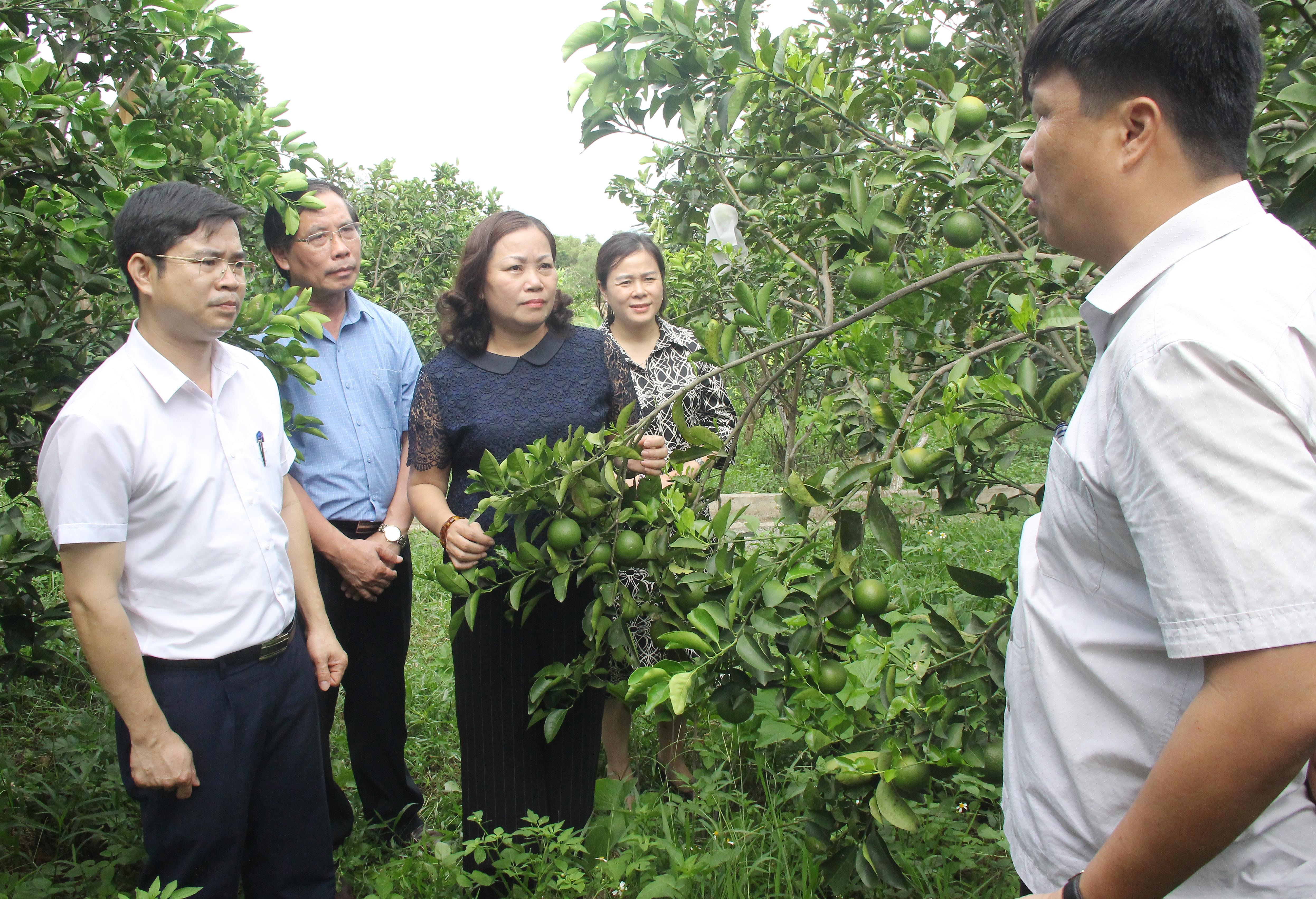 Đoàn kiểm tra mô hình trồng cam ứng dụng khoa học công nghệ tại xã Thanh Lương. Ảnh: Mai Hoa