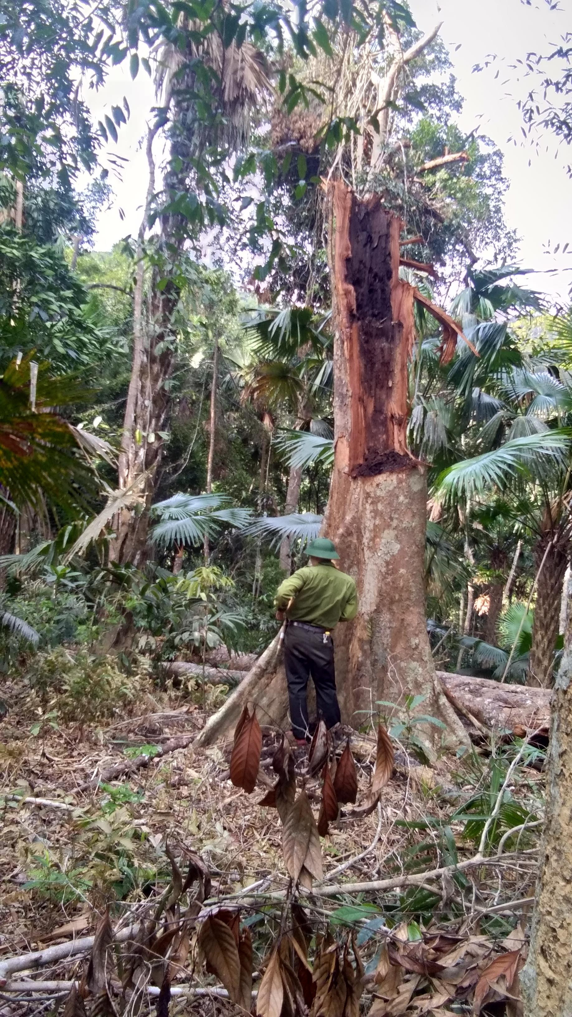Một trong 96 cây gỗ rừng nguyên sinh Vườn Quốc gia Pù Mát bị đốn hạ. Ảnh: CTV