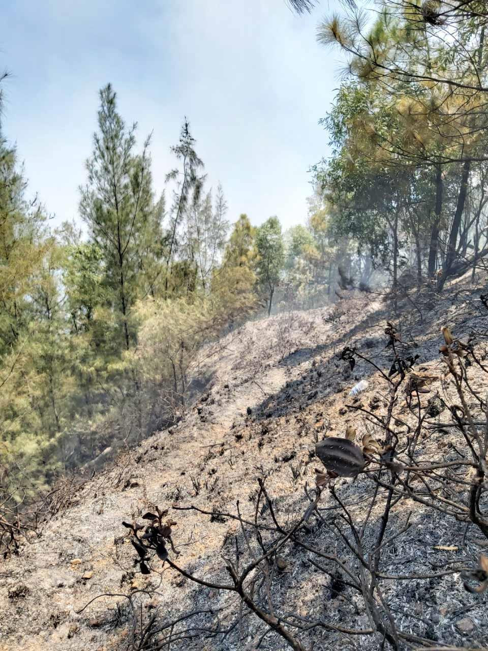 Đám cháy rừng đã được dập tắt lúc 15 giờ chiều nay. Ảnh: Lê Thạch