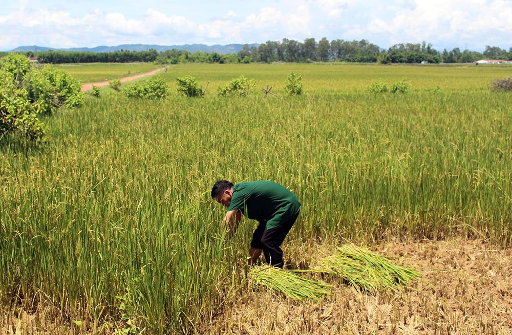 Từ đầu tháng 8, ông Nguyễn Năng Tứ ở xã Nam Xuân đã ra đồng gặt lúa non cho ... bò ăn. Ảnh: Phú Hương