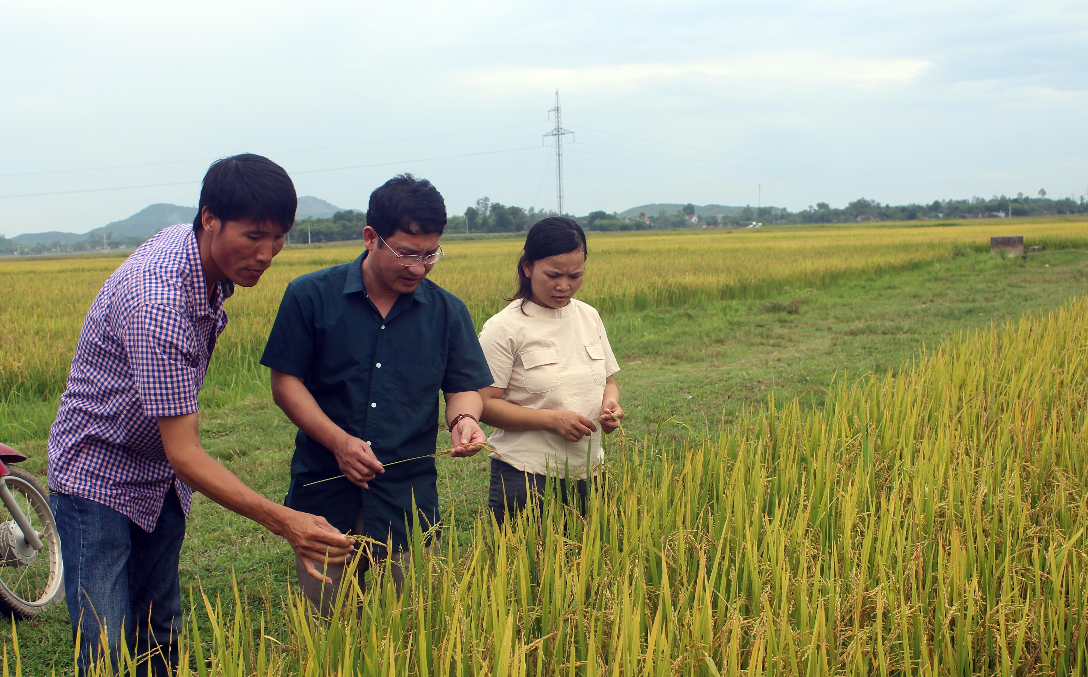 Nhiều ruộng lúa ở xã Nghi Văn, huyện Nghi Lộc chín rất đep nhưng năng suất chỉ đạt 70- 90 kg/sào. Ảnh: Phú Hương