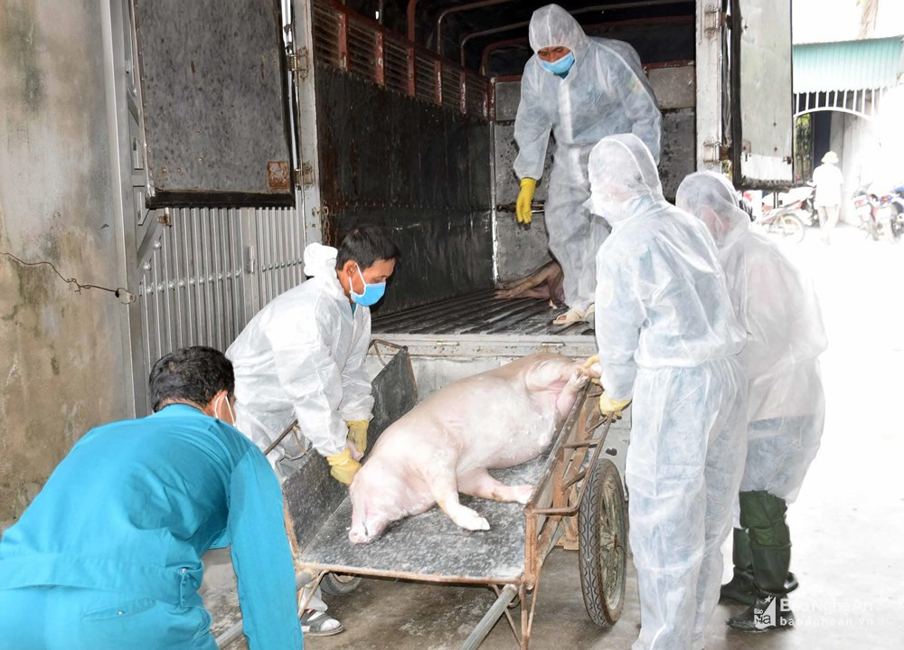 Tiêu hủy lợn bị nhiễm bệnh dịch tả lợn châu Phi trên địa bàn huyện Yên Thành. Ảnh: Xuân Hoàng