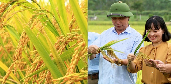 Qua khảo nghiệm cho thấy giống lúa Sông Lam 9 có nhưng ưu thế nổi trội trong vụ hè thu.
