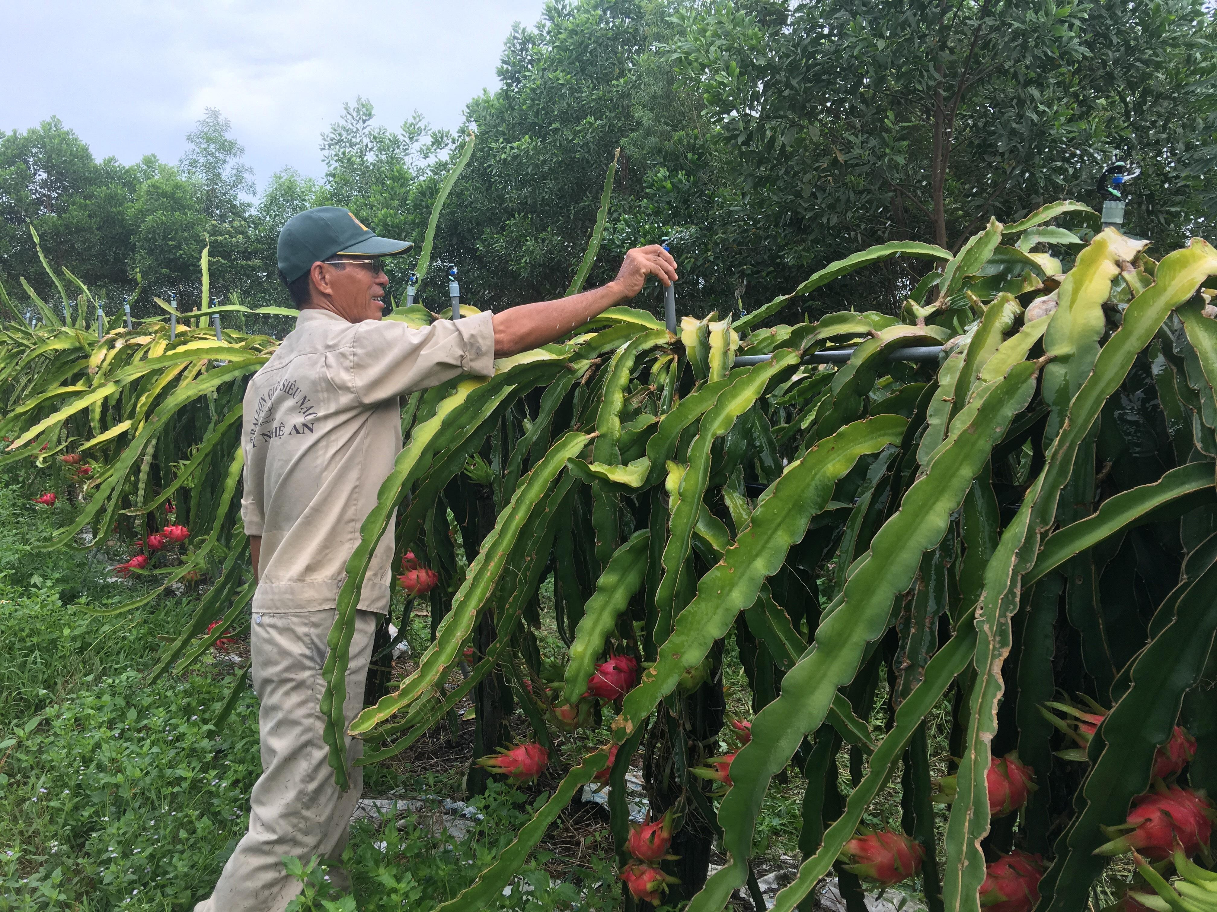 Vườn cây Thanh Long trồng theo công nghệ Nhật Bản với hệ thống tưới nước nhỏ giọt. Ảnh: Lê Ngọc Phương