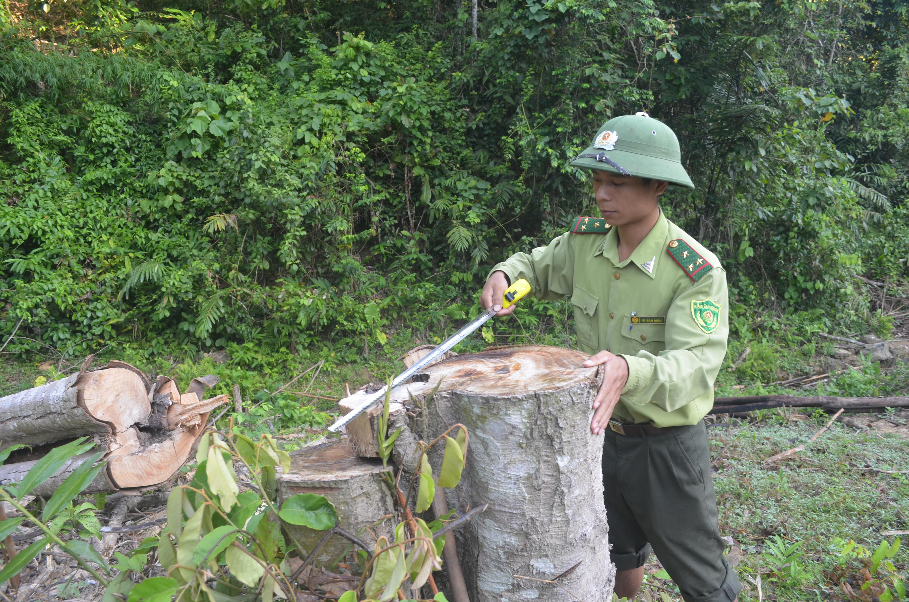 Kiểm lâm địa bàn xã Châu Thuận bên một gốc cây rừng bị hộ ông Cầm Bá Thơm cắt hạ. Ảnh: Nhật Lân