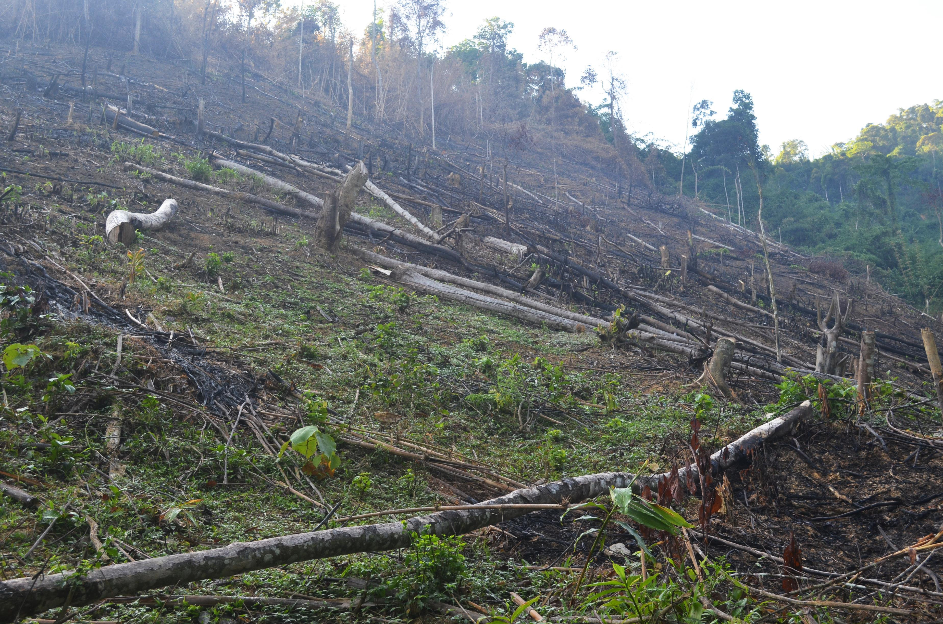 Một vùng rừng ở xã Châu Thuận bị chặt phá trái phép.