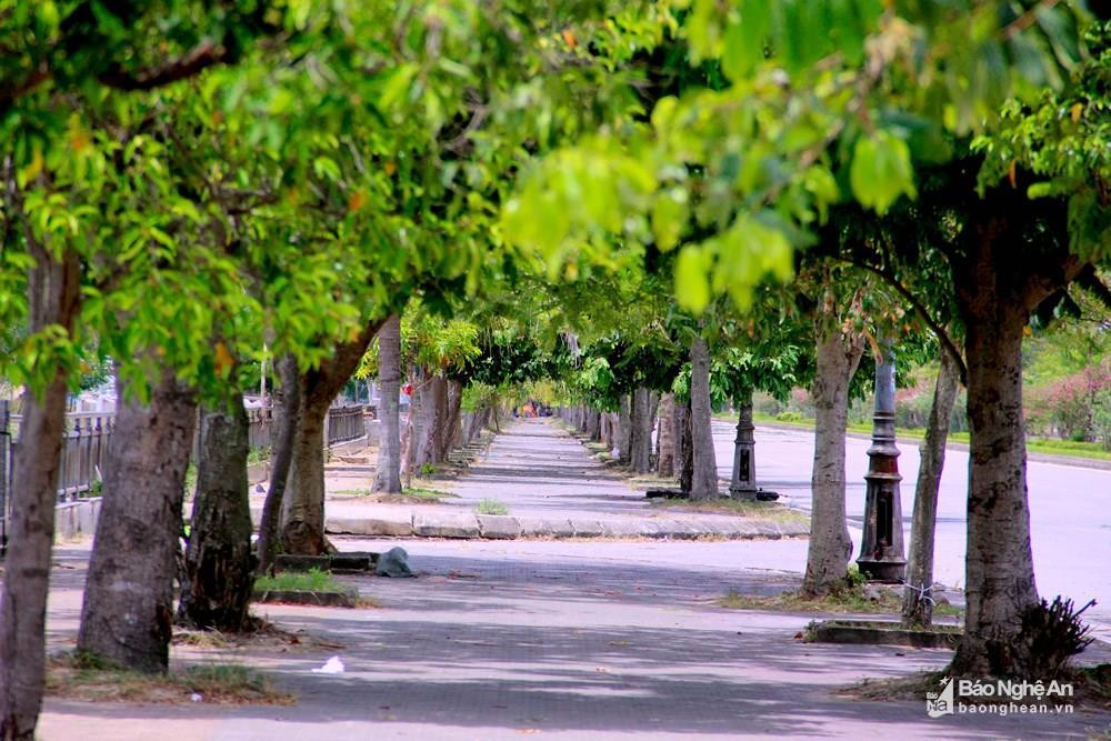 Hàng cây xanh trải dài tuyến đường ven đê sông Lam. Ảnh Quang An