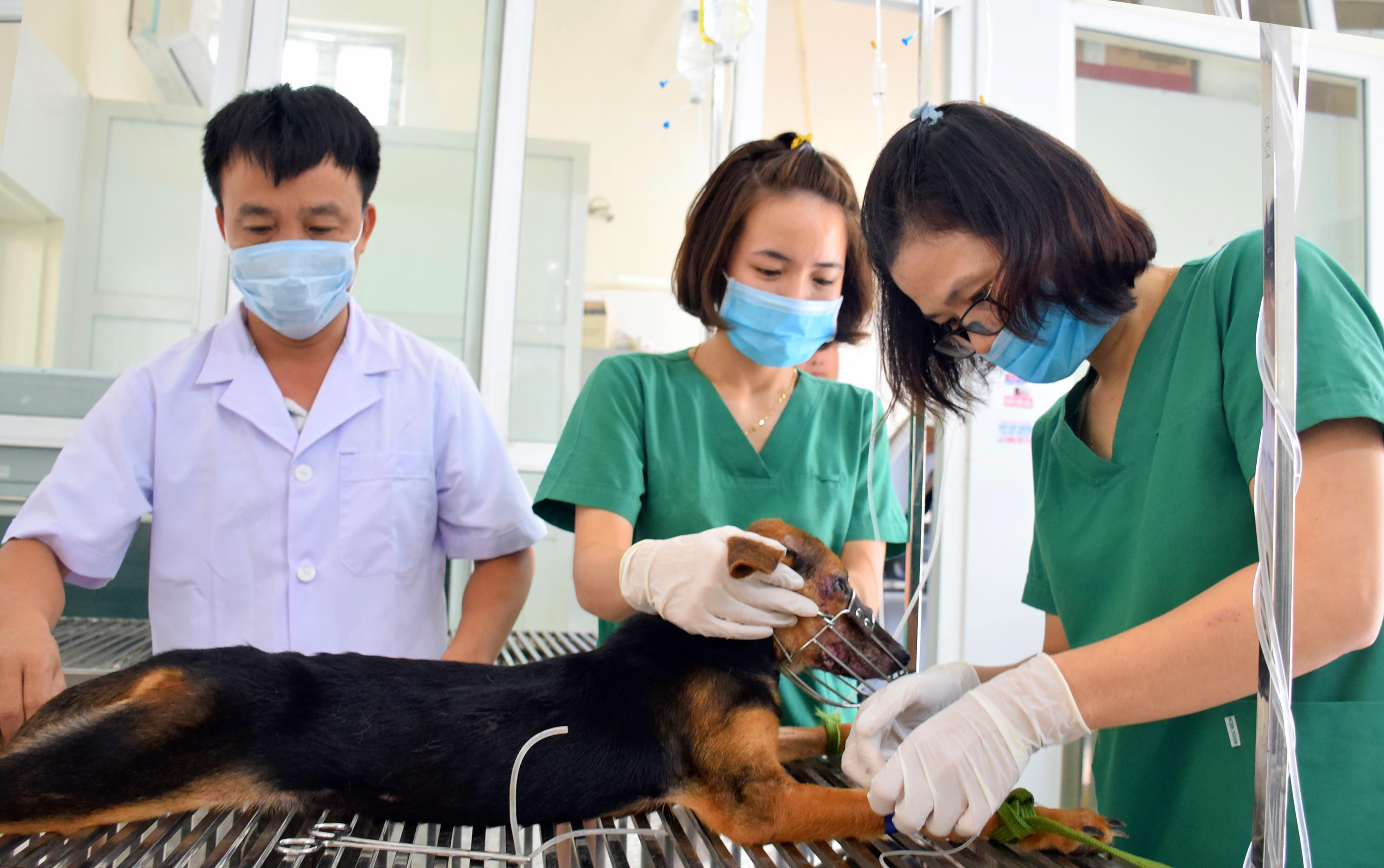 Các bác sỹ của Bệnh viện Thú y Diễn Châu điều trị cho thú cưng. Ảnh: Ngọc Anh