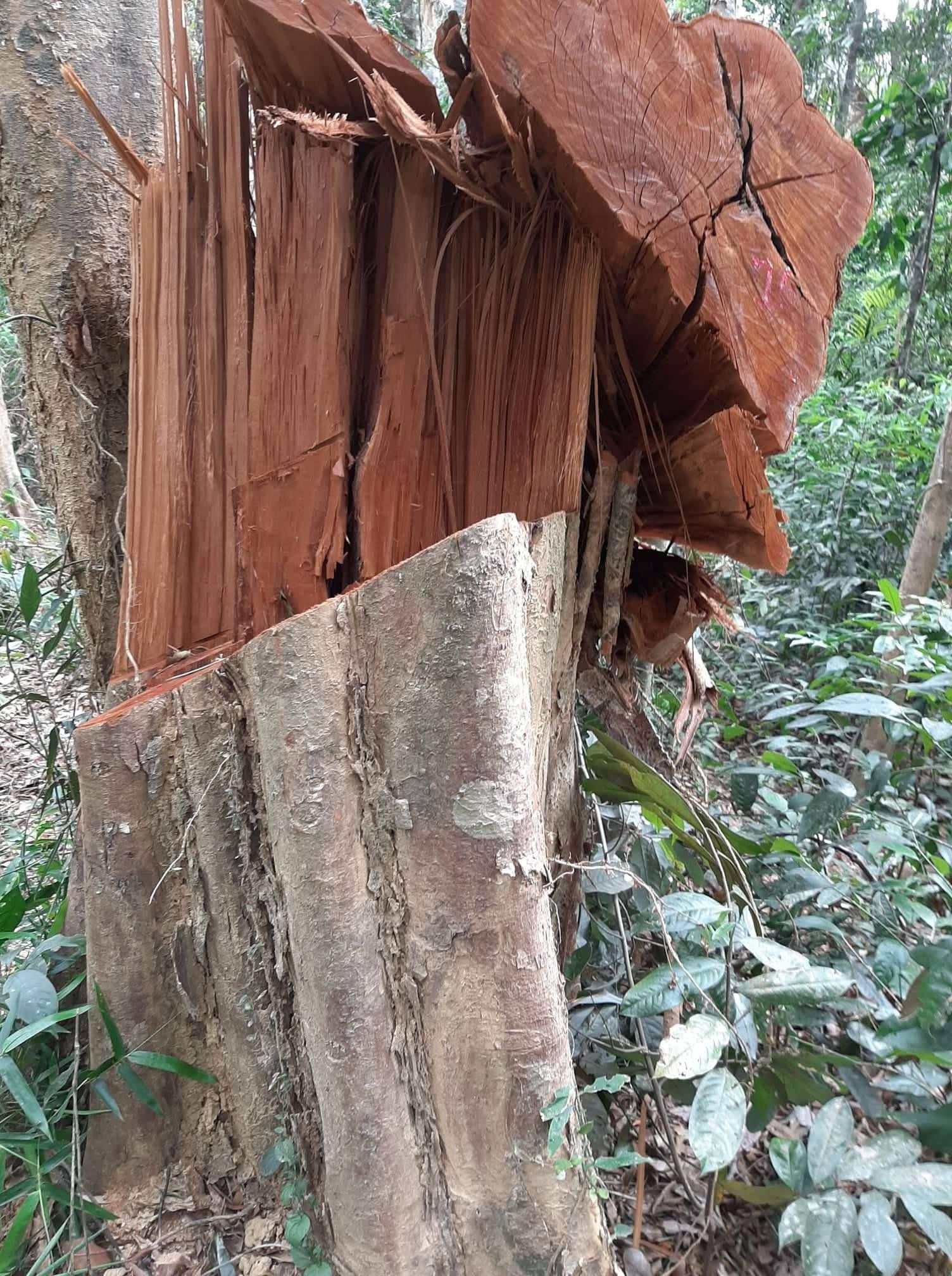 Một cây gỗ rừng nguyên sinh Pù Mát bị cắt hạ. Ảnh: CTV