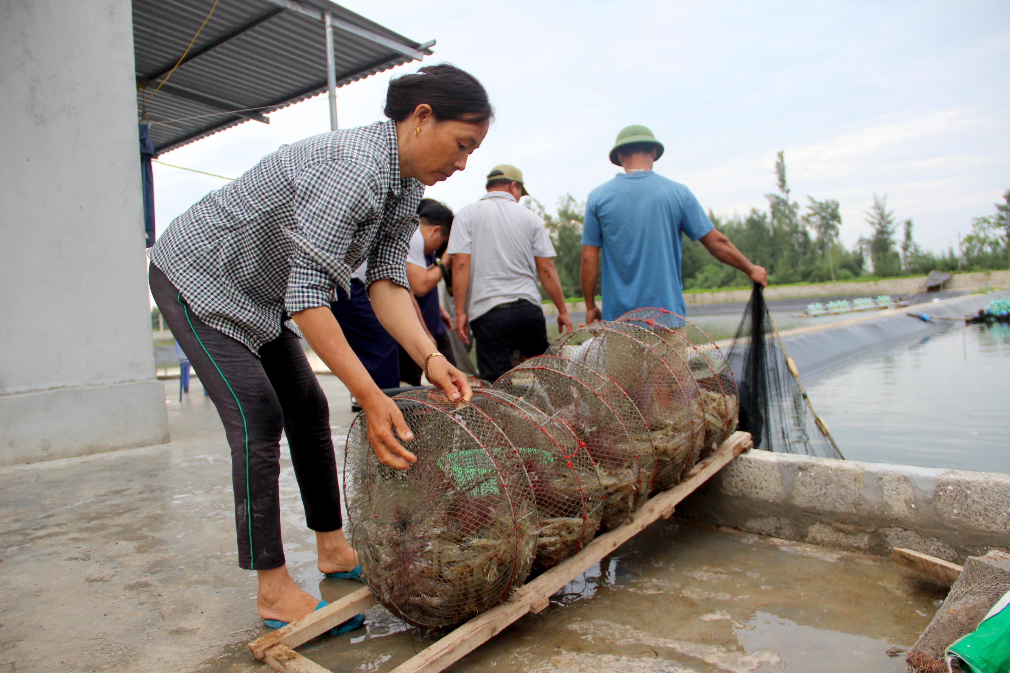 Tuy nhiên lượng tôm bán ra còn phụ thuộc vào thương lái đặt hàng. Ảnh: Quang An