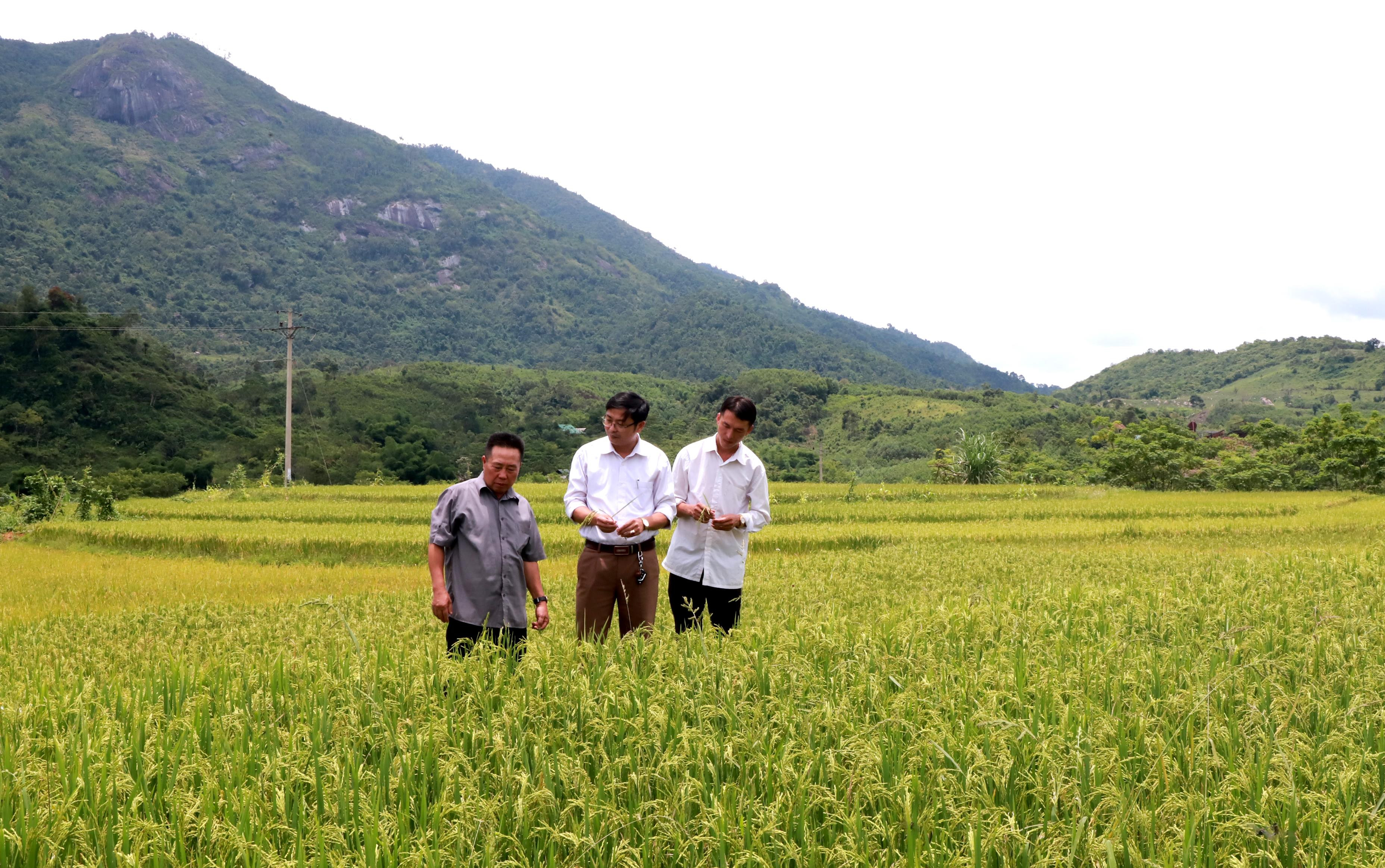 Cán bộ xã Tri Lễ (Quế Phong) trao đổi với người dân về năng suất lúa vụ hè thu. Ảnh: Thành Duy