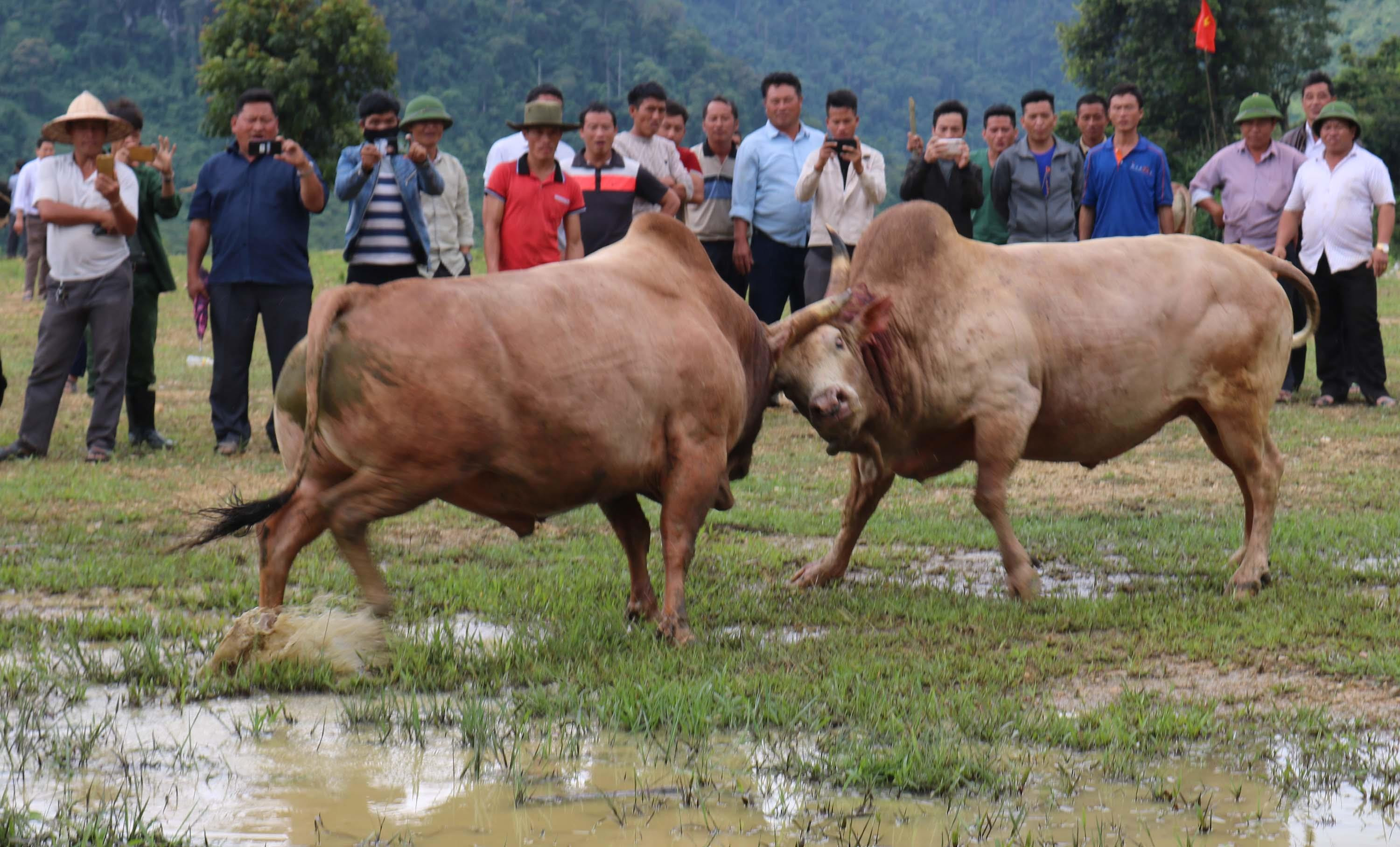 Tham gia Lễ hội chọi bò năm nay có hơn 60 chú bò đến từ các xã vùng cao như Nậm Cắn, Tây Sơn, Tà Cạ, Huồi Tụ, Mường Lống, Na Ngoi và một số bản làng có chung đường biên giới bên nước bạn Lào.