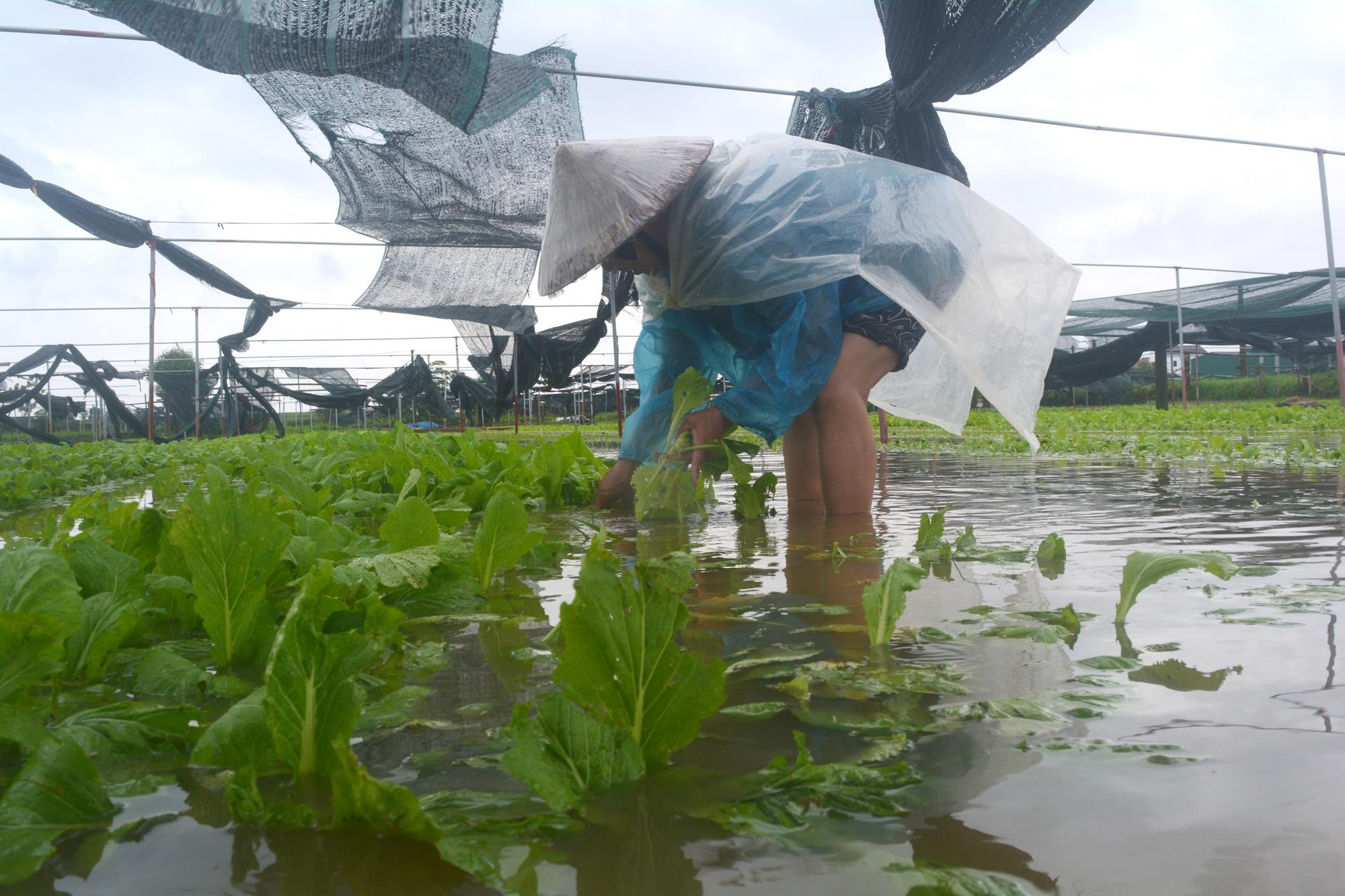 Đội mưa thu hoạch rau cải, vớt vát một phần thiệt hại khi rau bị ngập úng. Ảnh: Thanh Phúc