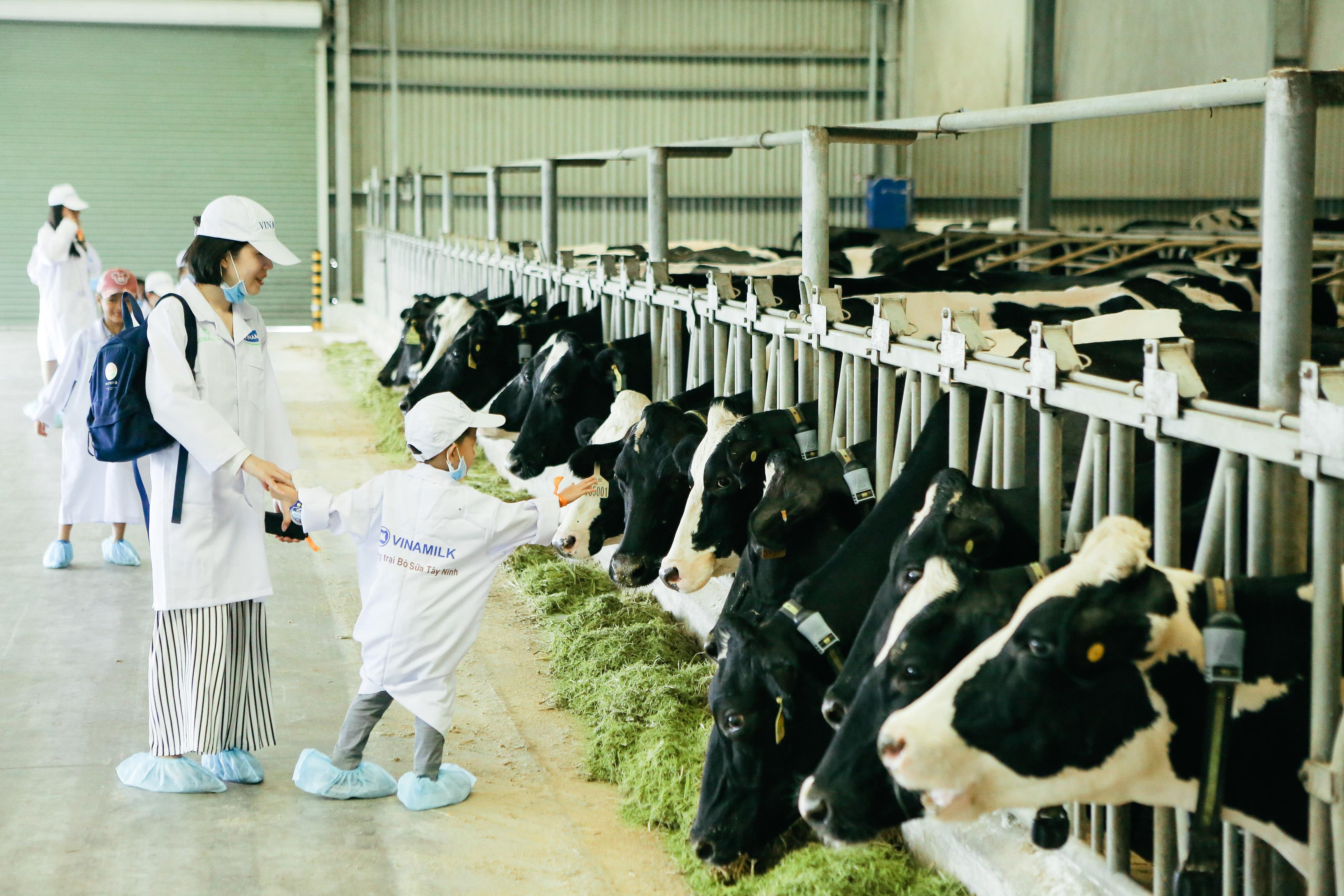 Trang trại bò sữa Organic của Vinamilk ở Tây Ninh.