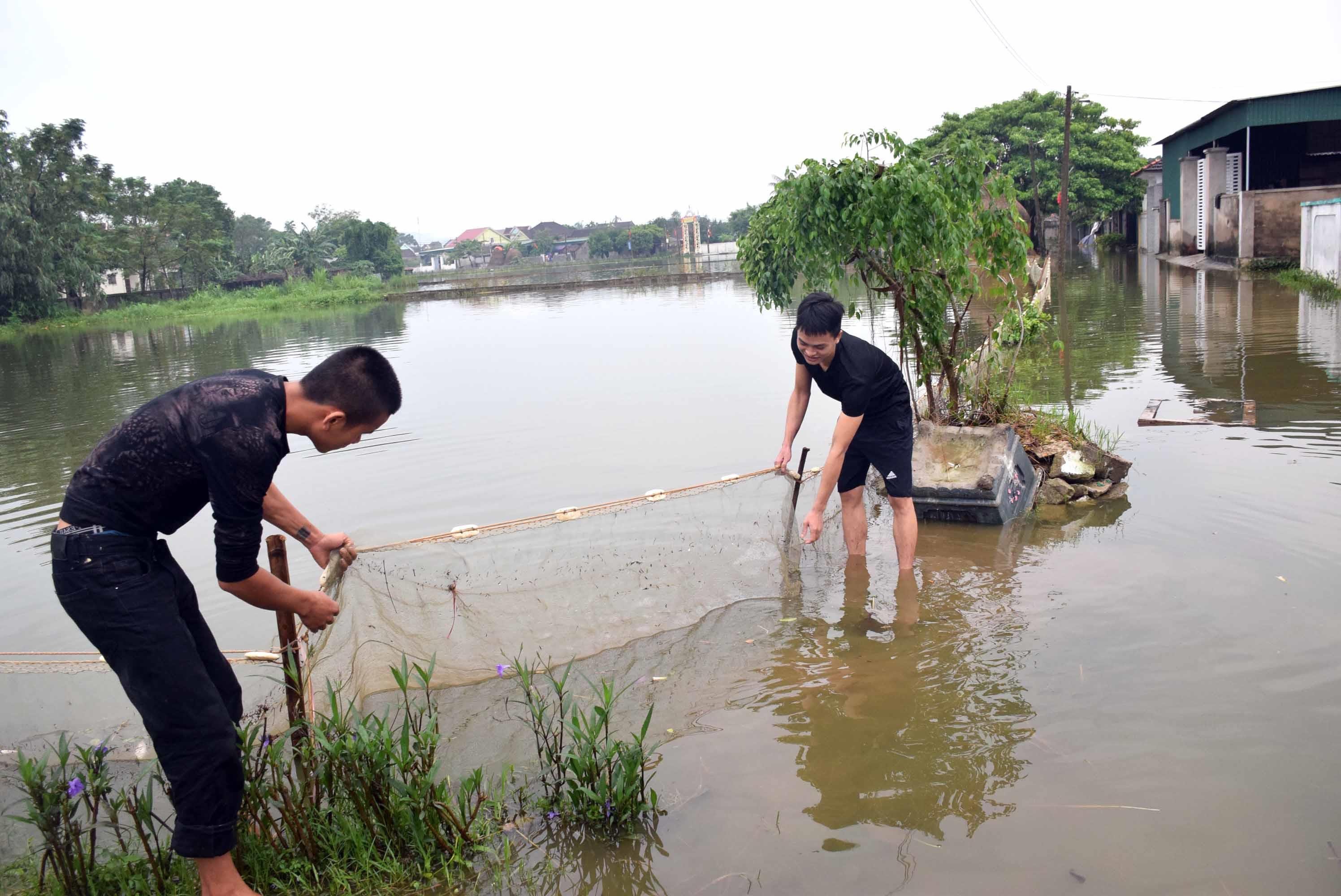 Người dân xóm 9, xã Xuân Hòa (Nam Đàn) sử dụng lưới để vây xung quanh bờ áo, hạn chế cá ra khỏi ao khi bị ngập nước. Ảnh: Xuân Hoàng