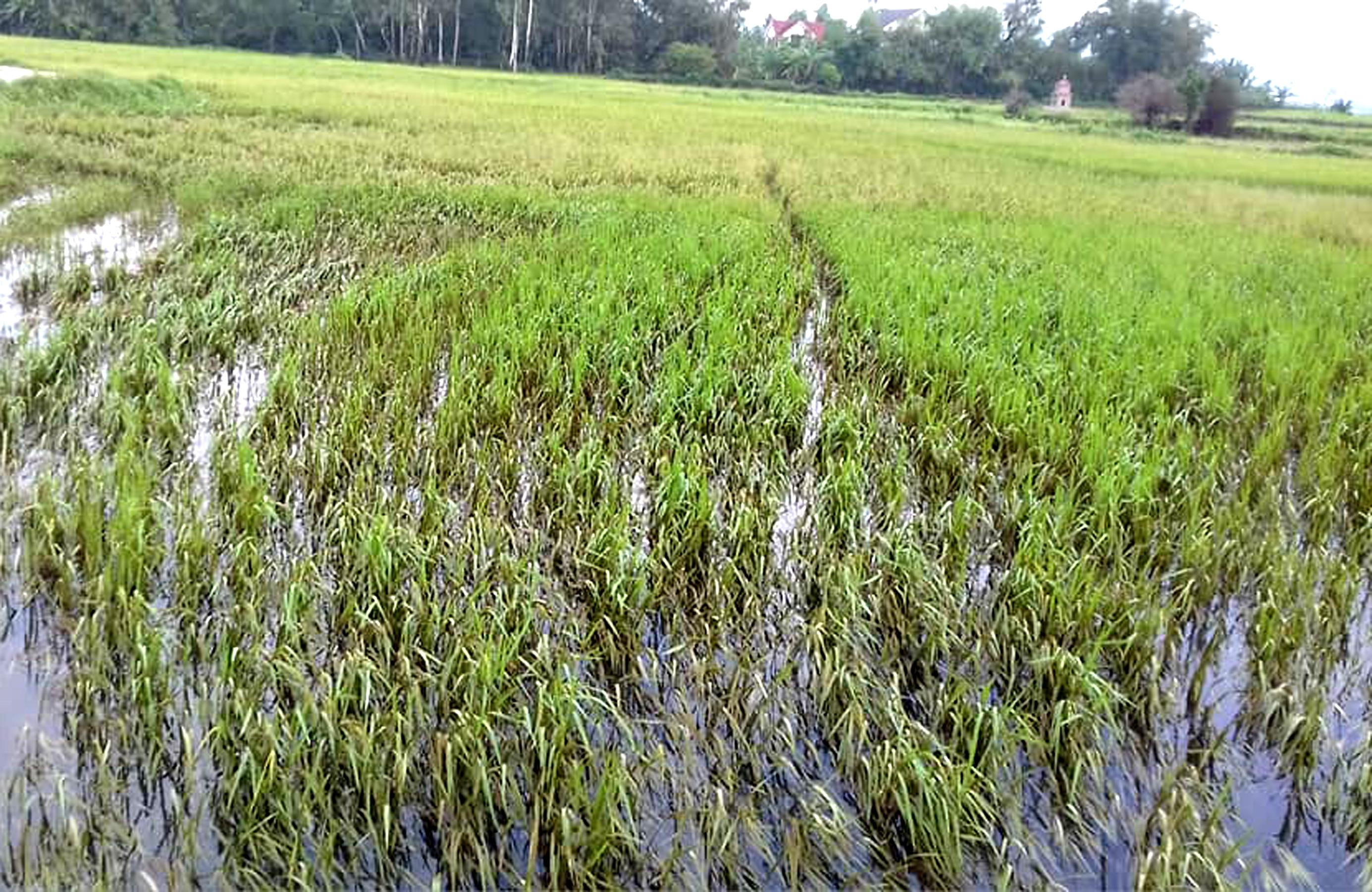 Đến nay, nhiều diện tích lúa hè thu ở Nghi Lộc vừa mới trổ bông, chắc hạt nhưng bị lũ nhấn chìm, hư hại hại hoàn toàn. Ảnh: Thanh Phúc