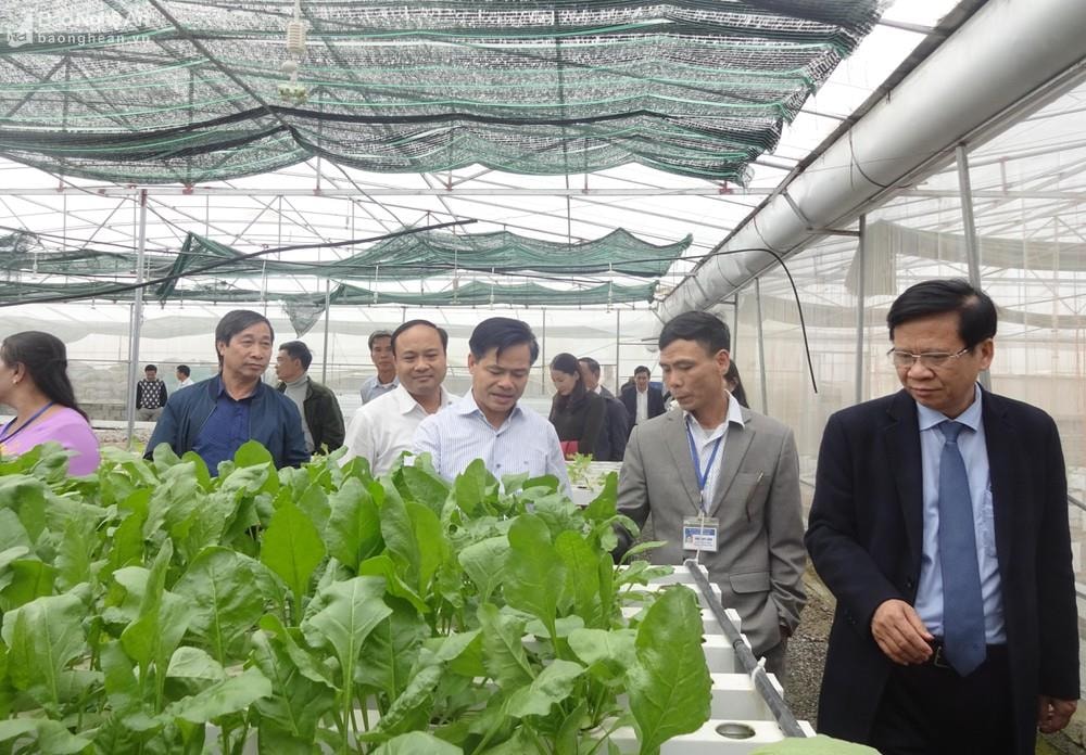 Mô hình ứng dụng khoa học kỹ thuật trồng rau sạch ở xã Tân Thành (Yên Thành). Ảnh tư liệu Thái Dương