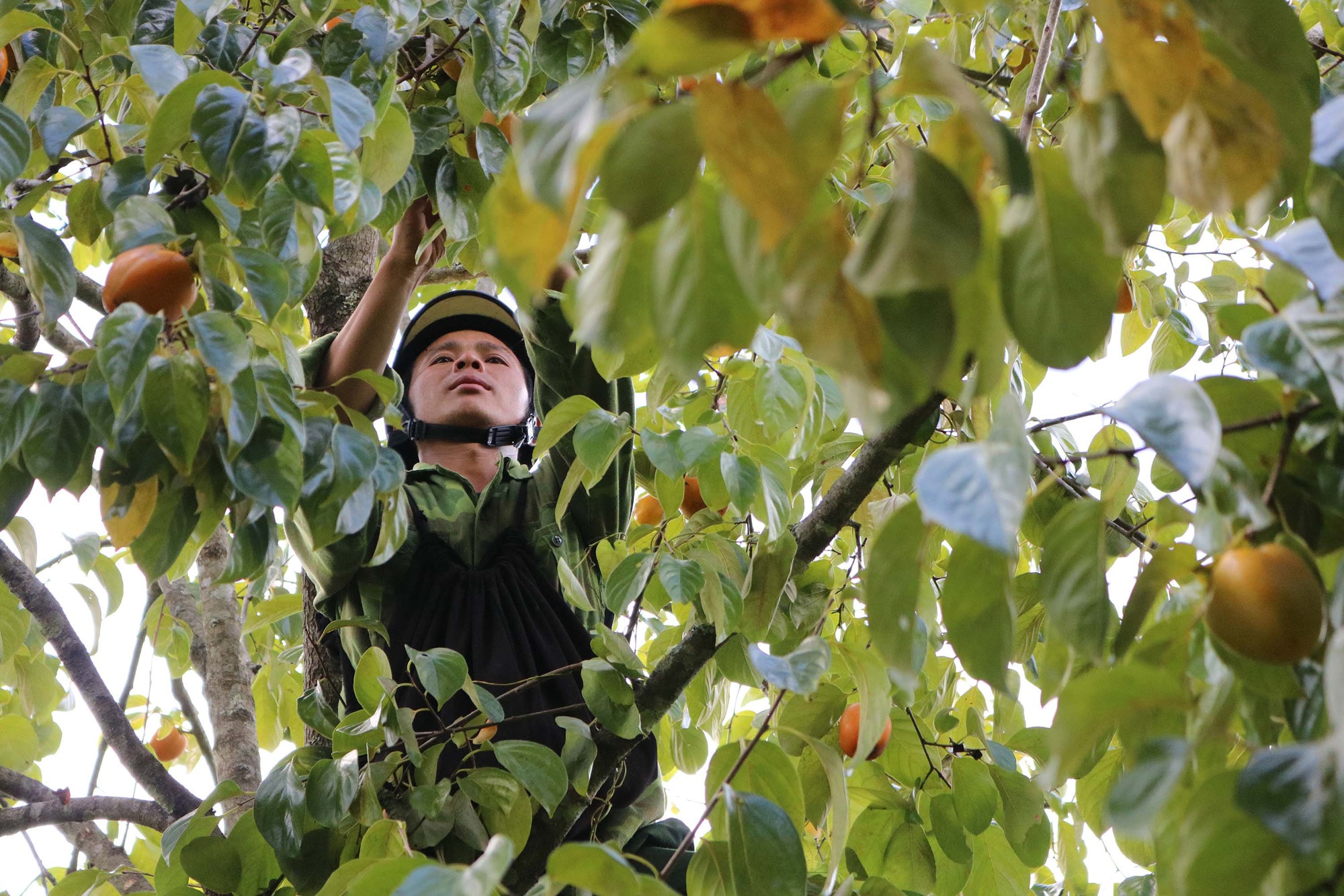 Tranh thủ ngày trời nắng ráo người dân vùng cao Kỳ Sơn đang tích cực thu hoạch Hồng về bán cho thương lái. Ảnh: Lữ Phú