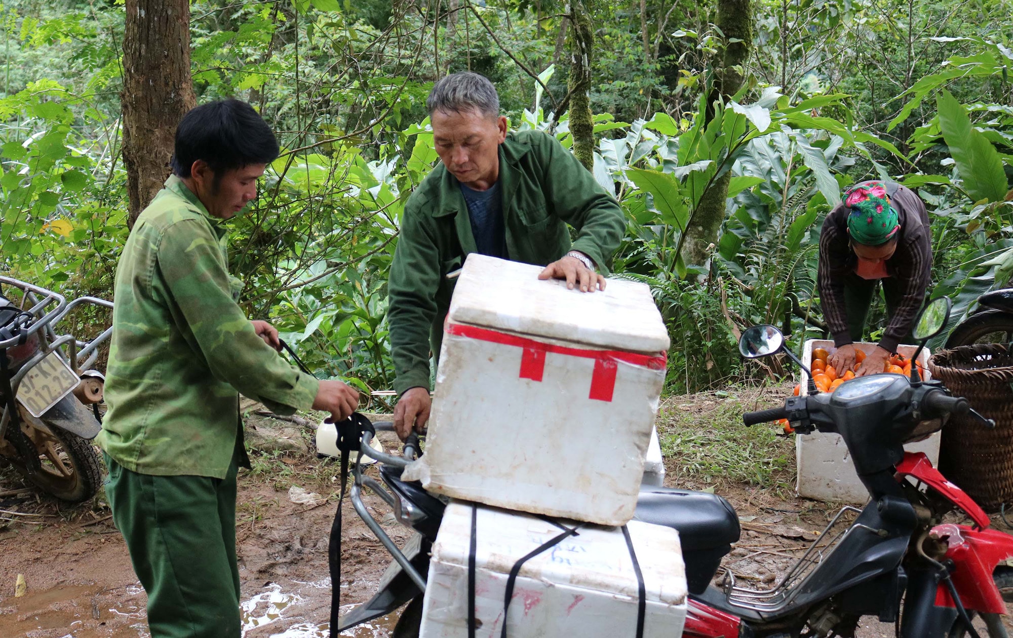 Những năm gần đây đầu ra của quả hồng khá ổn định, thương lái tìm vào tận vườn thu mua. Ảnh: Lữ Phú