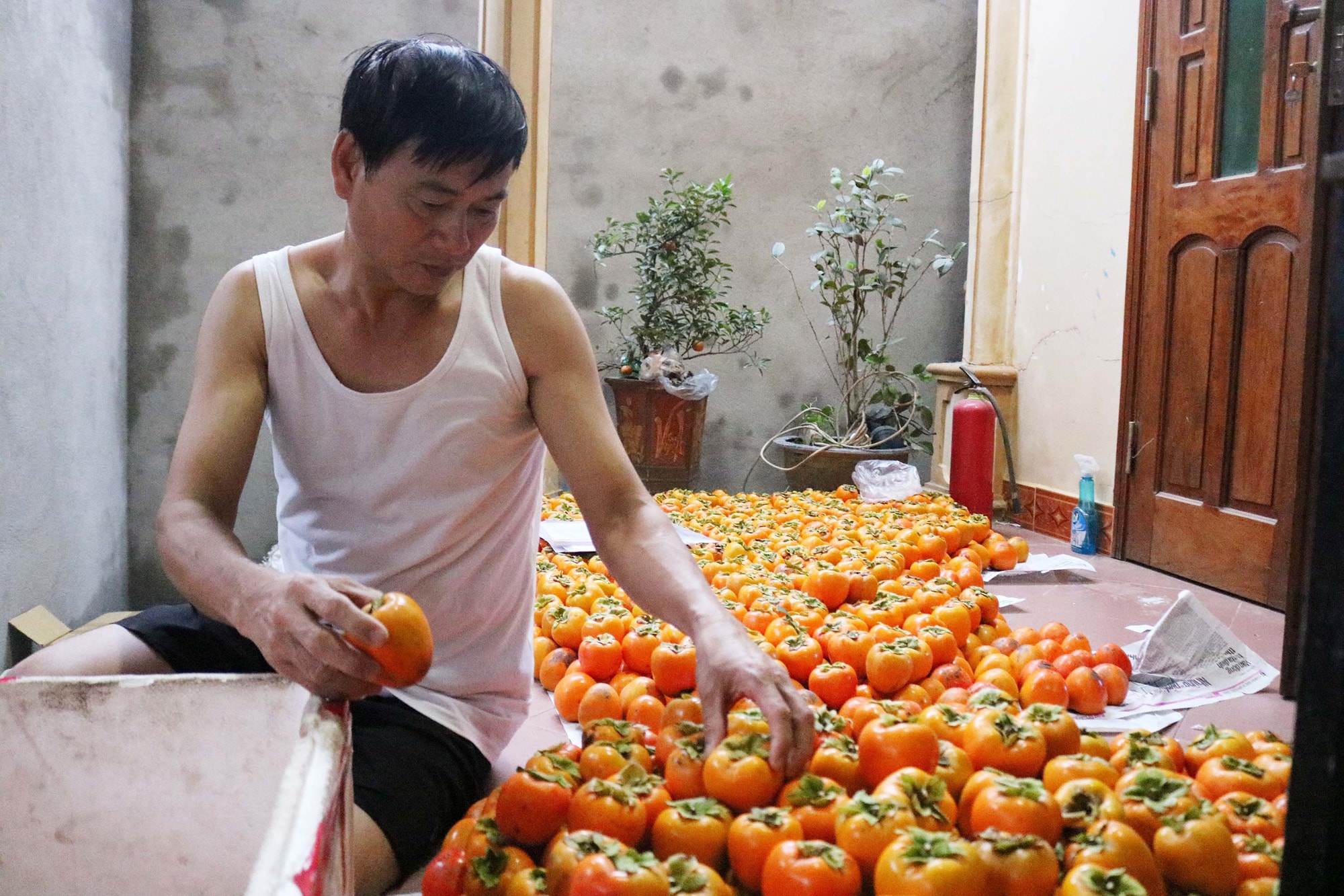 Ông Nguyễn Đức Lâm, một thương lái chuyên thu mua Hồng ở thị trấn Mường Xén, cho hay, gia đình ông làm nghề thu mua hồng đã được 5 đến 6 năm nay, với giá từ 10 đến 15 ngàn đồng/kg, mỗi vị ông thu mua hơn 6 tấn quả.