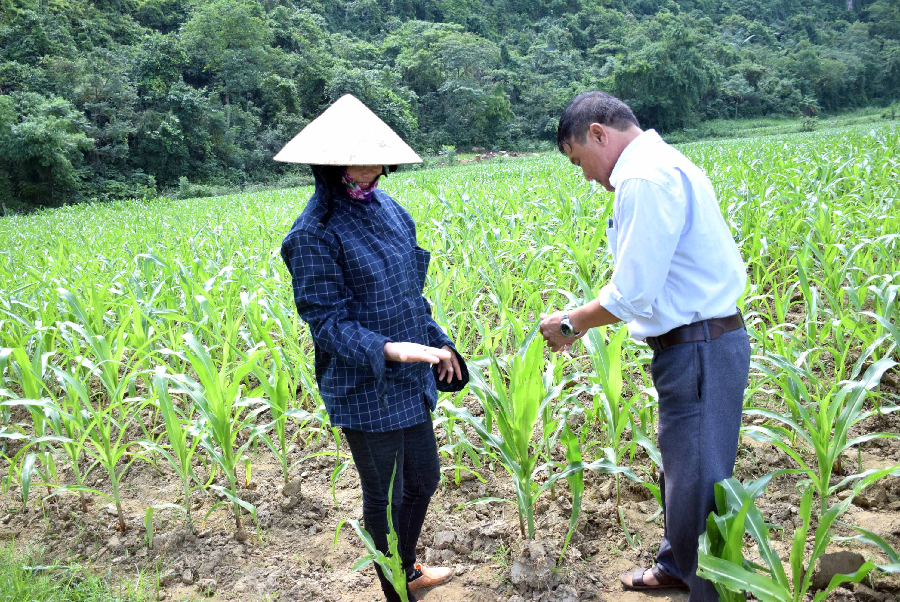 Cán bộ Trạm Trồng trọt và BVTV huyện tân Kỳ hướng dẫn bà con nông dân cách phát hiện sâu keo mùa thu trên cây ngô. Ảnh: Xuân Hoàng
