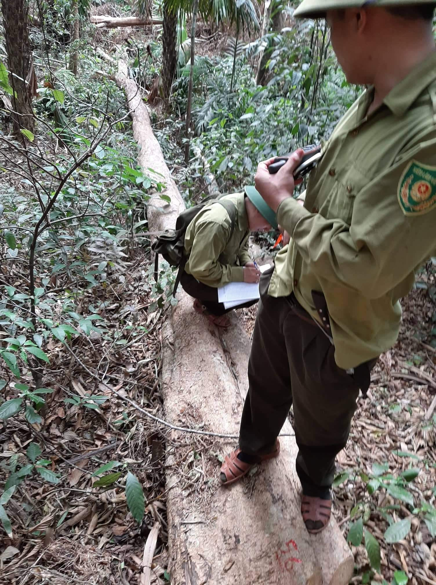 Cán bộ kiểm lâm Vườn Quốc gia Pù Mát kiểm kê cây gỗ bị chặt hạ trái phép trên địa bàn xã biên giới Môn Sơn. Ảnh: CTV