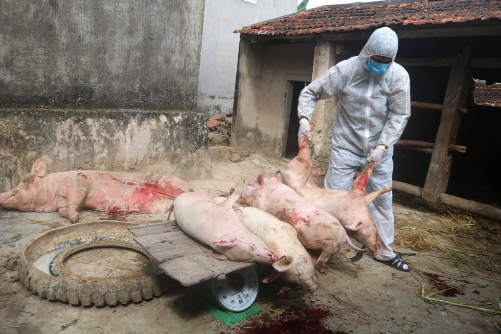 Tổng số lợn tiêu hủy ở huyện Quỳnh Lưu từ đầu năm đến nay là 1,455 con, chiếm 4,1% tổng đàn của toàn huyện.