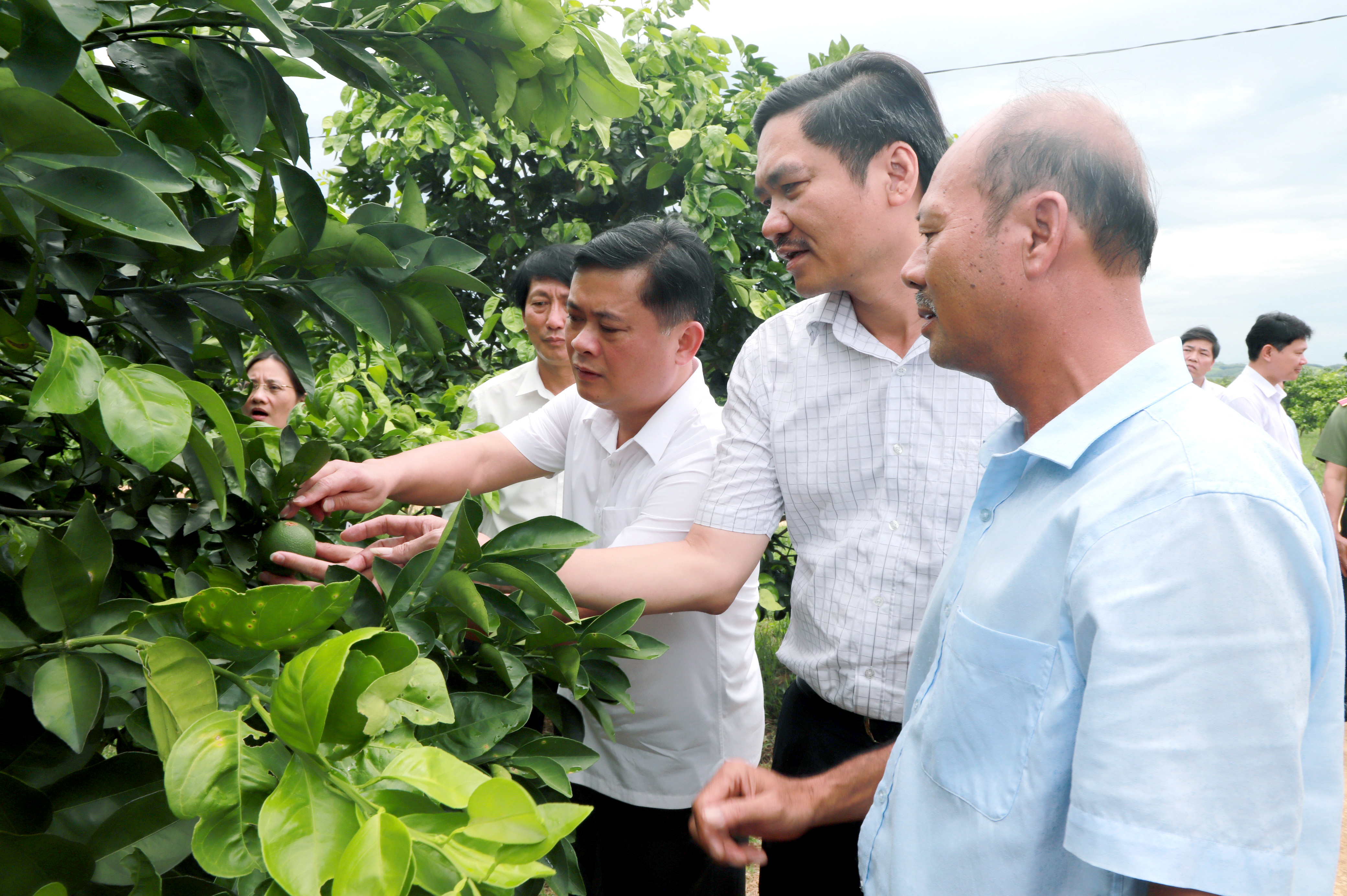 Chủ tịch UBND tỉnh Thái Thanh Quý thăm Hợp tác xã nông nghiệp cây ăn quả 1/5 tại xã Nghĩa Bình, huyện Nghĩa Đàn. Ảnh: Thành Duy