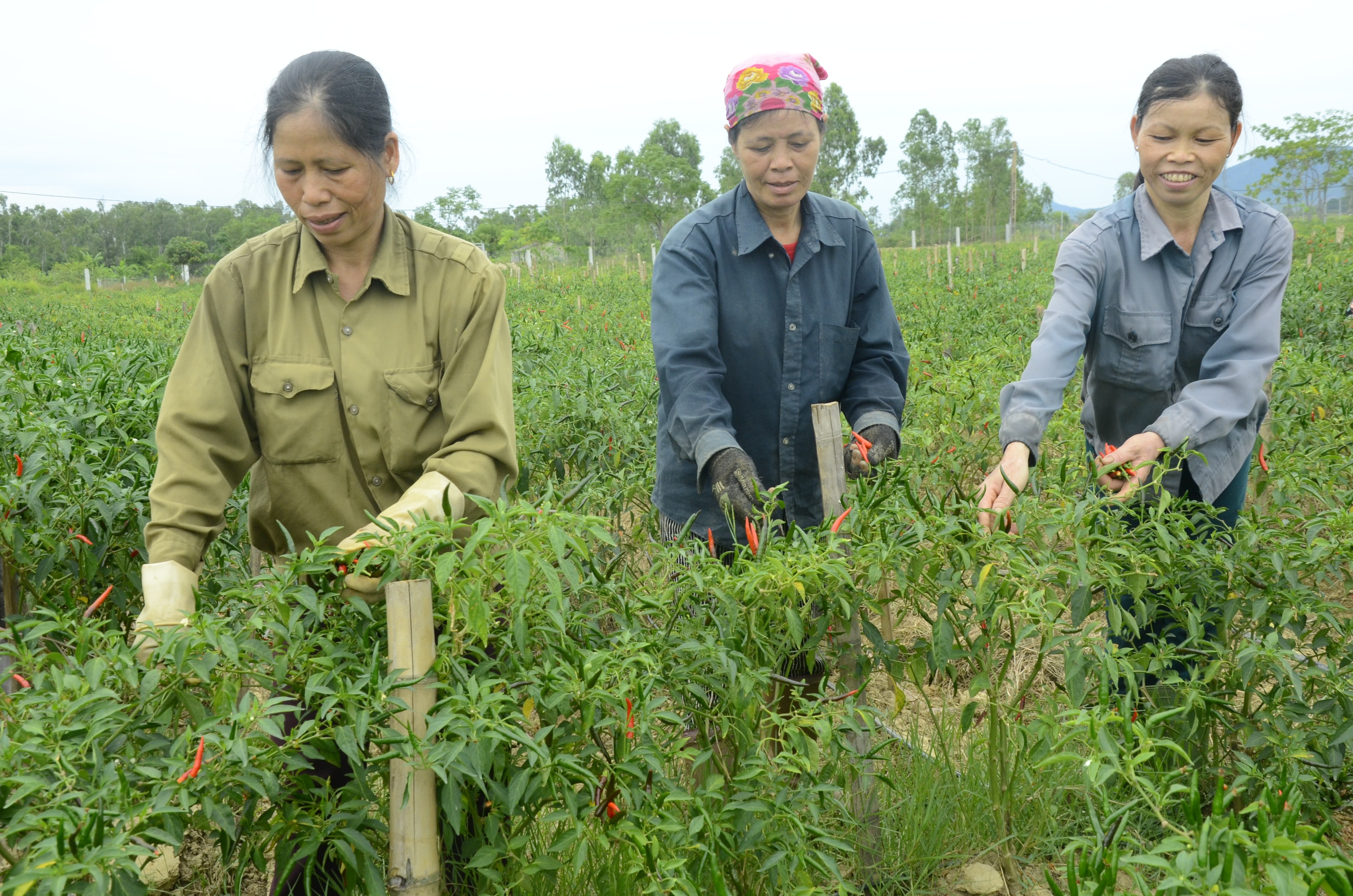Mô hình trồng ớt cay tại xã Kim Liên (Nam Đàn). Ảnh: Thanh Lê