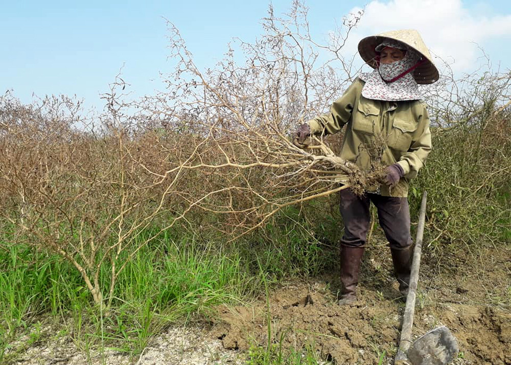 Gia đình chị Nguyễn Thị Thanh đành nhổ bỏ gần 1 sào ớt bị chết để chuyển sang trồng cây khác.