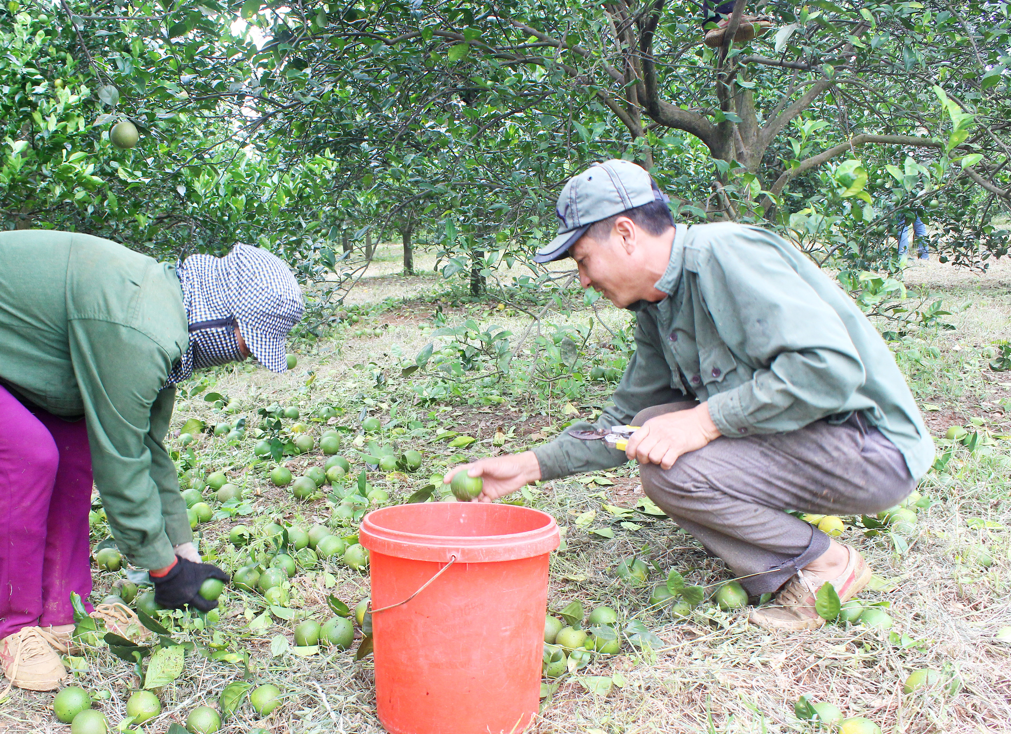 Người dân xã Minh Hợp (Quỳ Hợp) thu hoạch cam non bán vì lo ngại tình trạng cam rụng sớm. Ảnh: Quang An