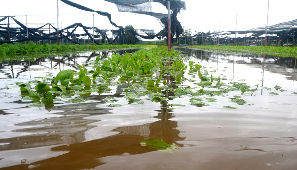 Diện tích rau màu của xã Hưng Đông, Tp Vinh ngặp băng trong biển nước do mưa lụt. Ảnh Thanh Phúc