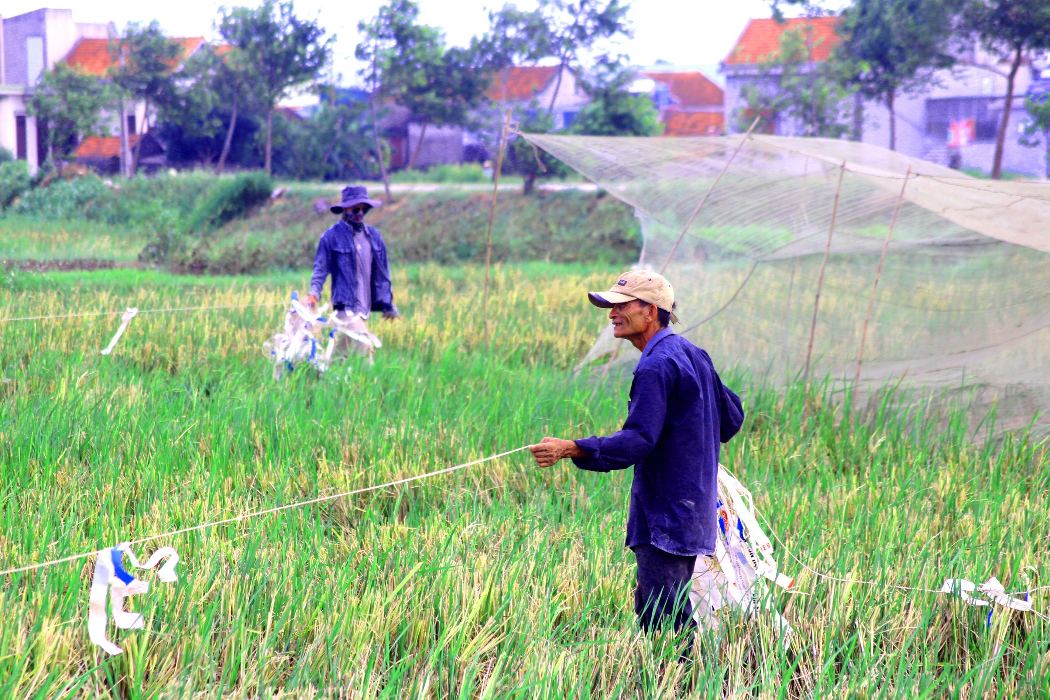 Có mặt tại cánh đồng lúa xã Quỳnh Yên (Quỳnh Lưu), chúng tôi bắt gặp nhóm người đang dùng dây lùa tôm bay vào bẫy. Một khung lưới dài hàng chục mét được bố trí cuối cánh đồng để đón con mồi bay vào. Để săn bắt kiểu này, phải có từ 3 – 4 người cùng đi; khi lùa tôm bay vào bẫy, 2 người đứng ở hai bên bờ ruộng giật dây thừng, 1 người đi ở giữa ruộng xua đuổi để con mồi tiến về nơi đặt bẫy. Ảnh: Việt Hùng.