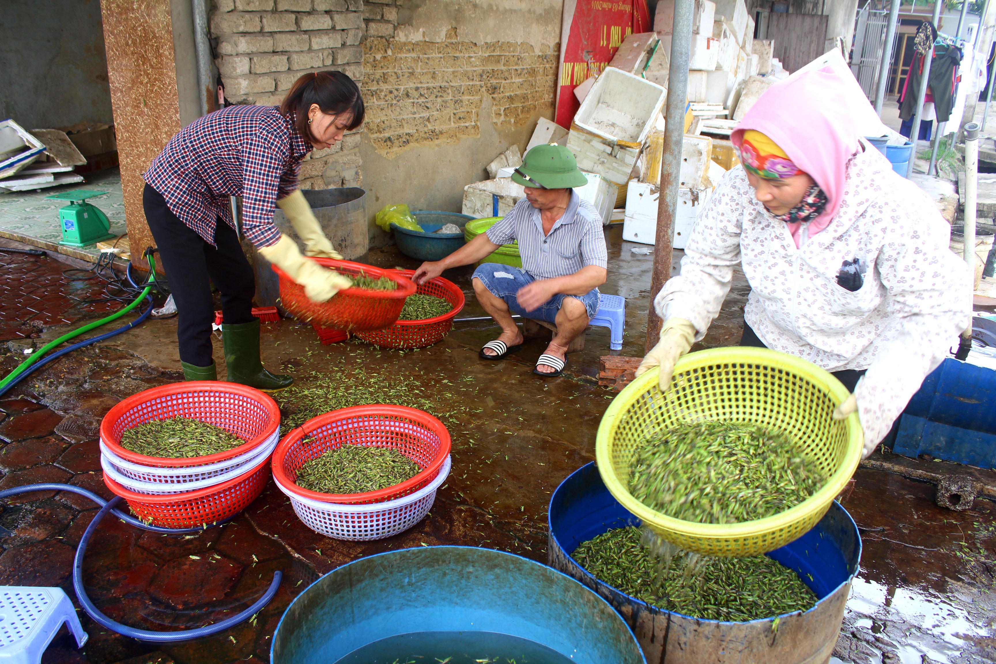 Cứ khoảng 15 giờ - 19 giờ tối, điểm thu mua tôm bay ở phường Quỳnh Thiện (T.x Hoàng Mai) nhộn nhịp, tất bật khi liên tiếp có nhiều người dân đến nhập hàng. Sau khi thu mua, nhóm thương lái sẽ sàng lọc, phân loại để đóng gói xuất ra các tỉnh phía Bắc. Ảnh: Việt Hùng.