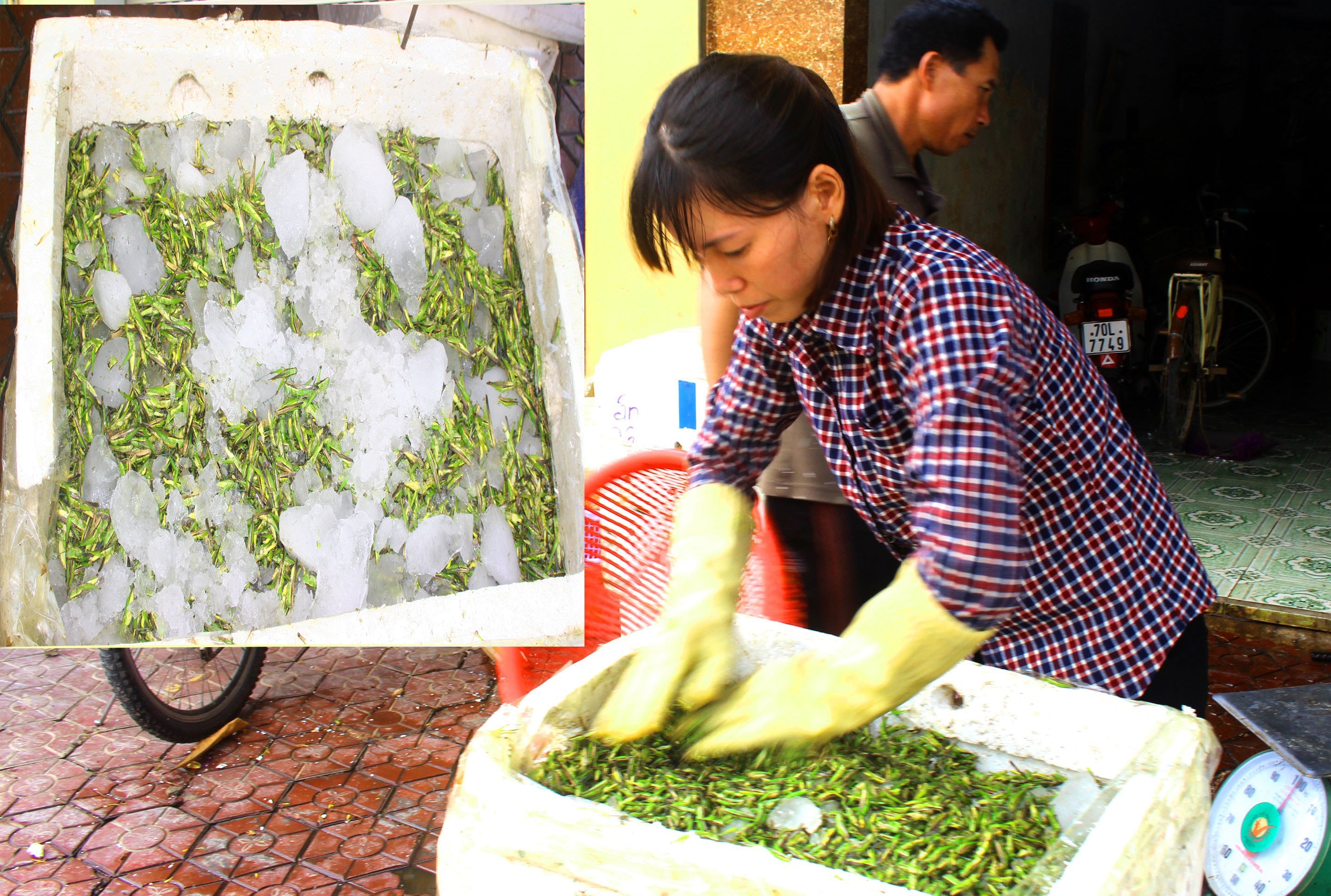 Chị Nguyễn Thị Chung (thương lái) thu mua tôm bay cho biết: “ Toàn bộ hàng thu mua sẽ được xử lý sạch sẽ, sau đó cho vào thùng xốp, trộn với đá lạnh để bảo quản. Mỗi ngày, chúng tôi thu mua và xuất ra Bắc khoảng 5 – 7 tạ tôm bay. Ảnh: Việt Hùng.