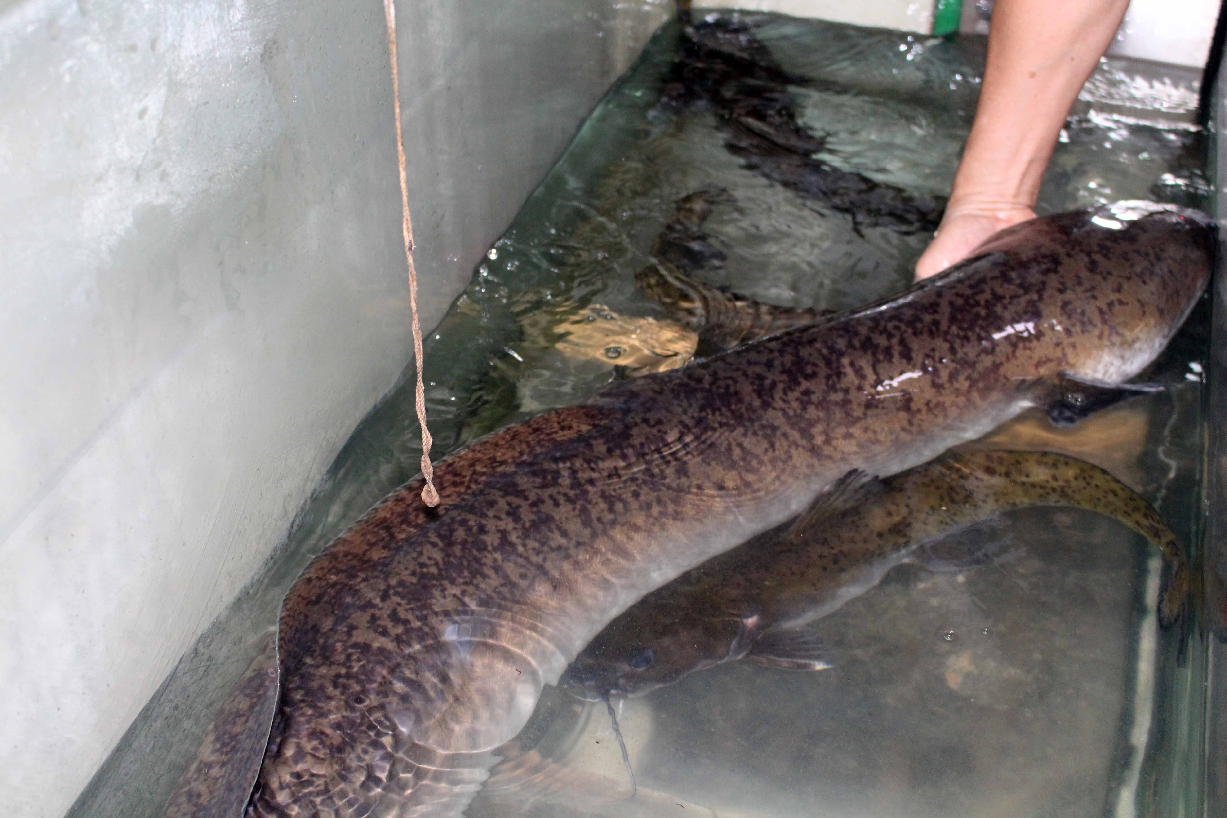 Con cá lệch nặng 16 kg, được cư dân huyện Con Cuông đánh bắt được vào chiều 21/9, bán với giá 15 triệu đồng. Ảnh: Bá Hân