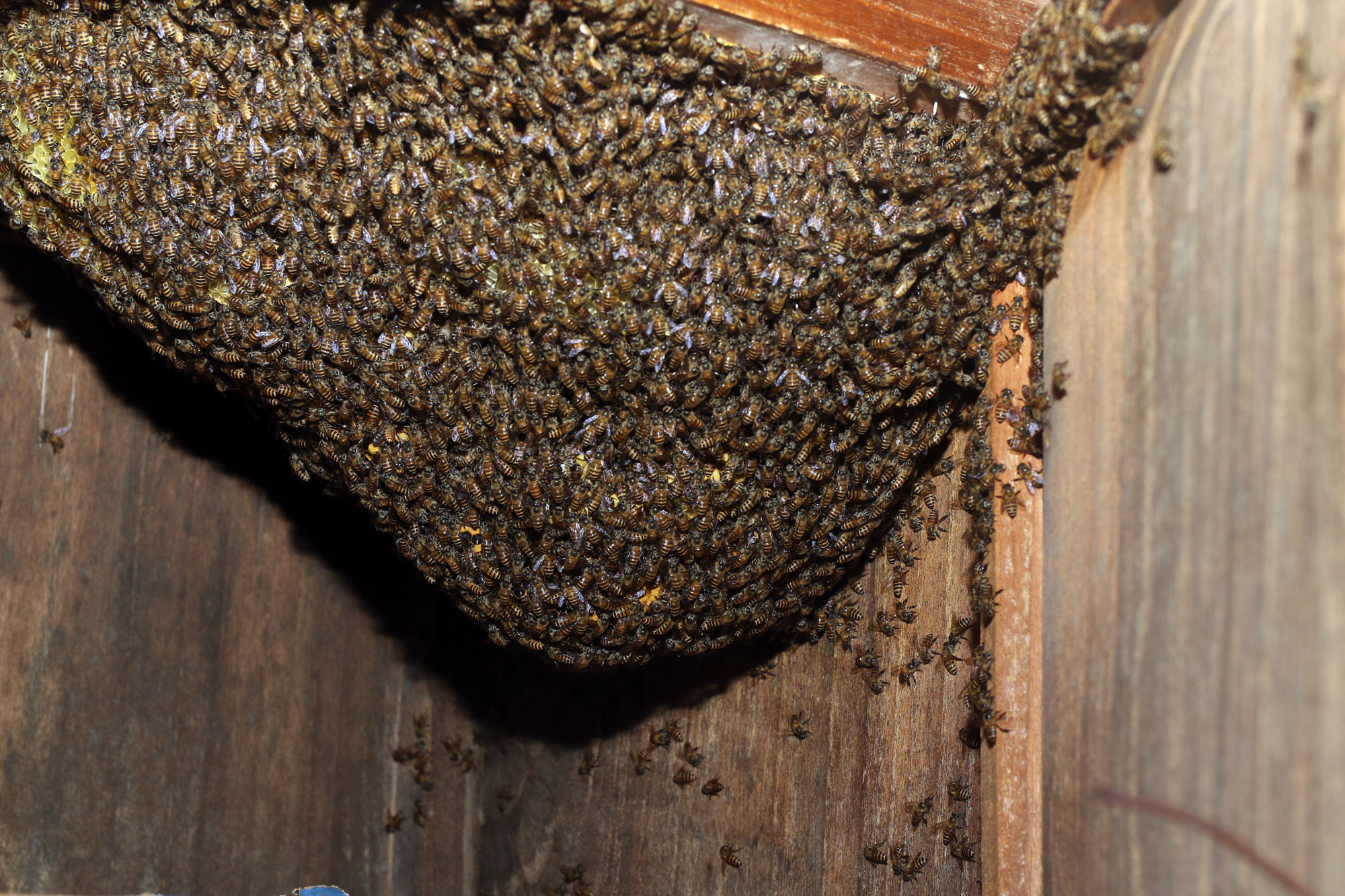 Tổ ong rừng đầy mật trong tủ.