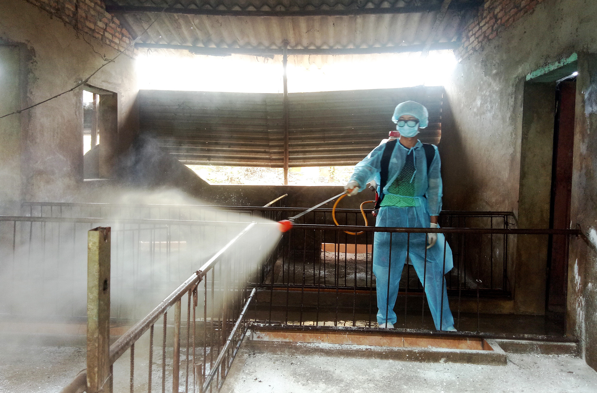 Phun hóa chất khử trùng khu vực chăn nuôi tại hộ gia binh Đặng Đình Tuấn.