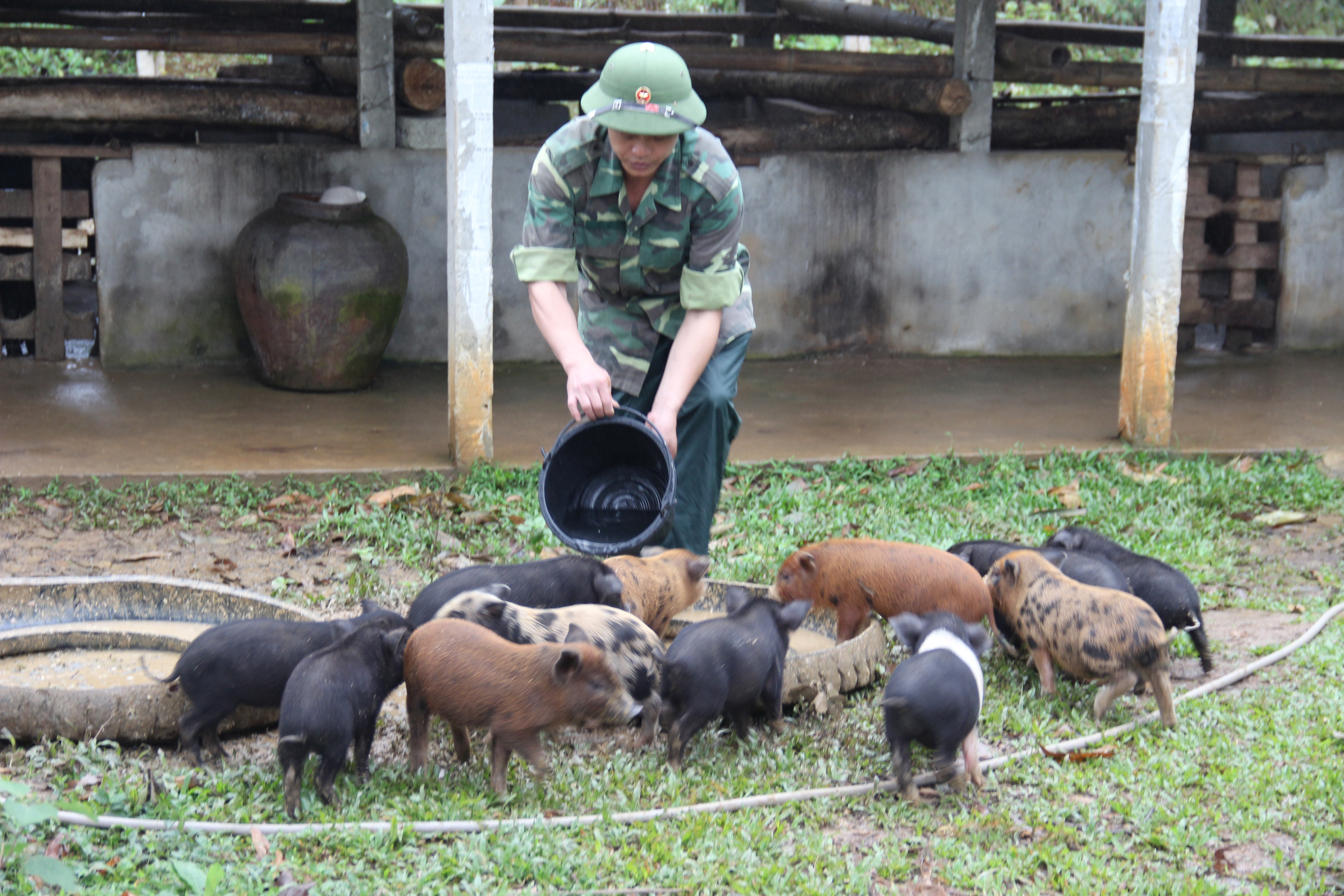 Bộ đội Đồn biên phòng Nậm Càn chăn nuôi lợn cung cấp con giống hỗ trợ người dân phát triển kinh tế. Ảnh: Hoài Thu