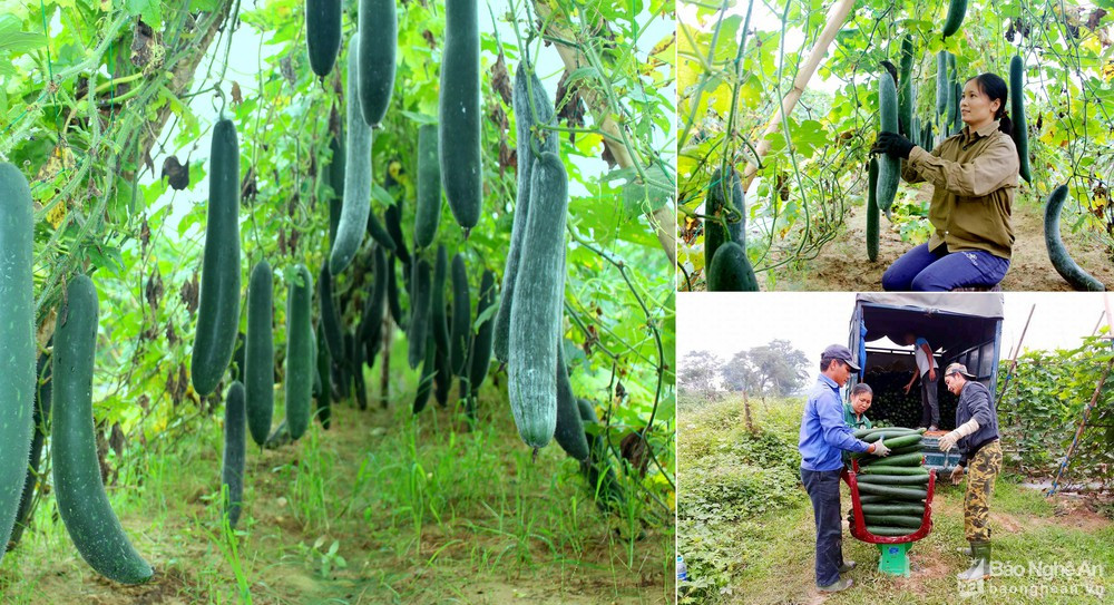 Vụ đông năm nay bí xanh trên đất ruộng tại huyện Anh Sơn được mùa, năng suất đạt 2 tấn/sào. Bí xanh được tiêu thụ chính ở phía Bắc. Ảnh: Thái Hiền