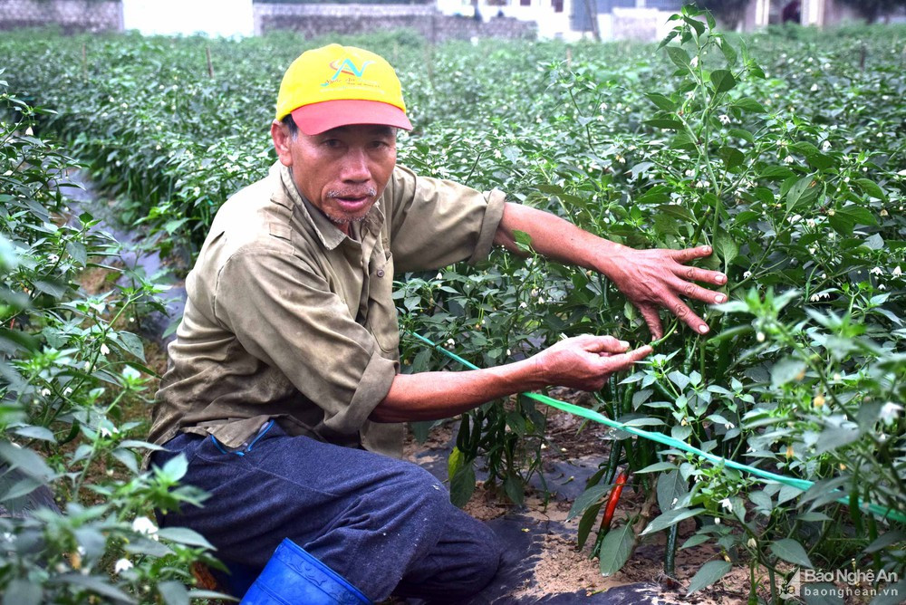 Nhiều năm trước, thông qua hợp đồng của chính quyền địa phương, nông dân xã Diễn Phong (Diễn Châu) trồng ớt cho thu nhập khá. Ảnh: Xuân Hoàng