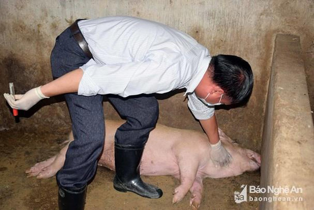 Chi cục Chăn nuôi và thú y cho biết, thời gian gần đây lợn bị bệnh tăng mạnh, vì vậy các địa phương gửi mẫu xét nghiệm tăng đột biến. Ảnh: tư liệu Xuân Hoàng