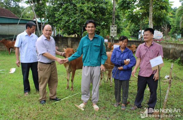 Đại diện Trung tâm Khuyến nông tỉnh - đơn vị sự nghiệp thuộc Sở NN&PTNT và UBND huyện Quỳ Châu trao bò giống cho các hộ dân. Ảnh tư liệu: Kế Kiên