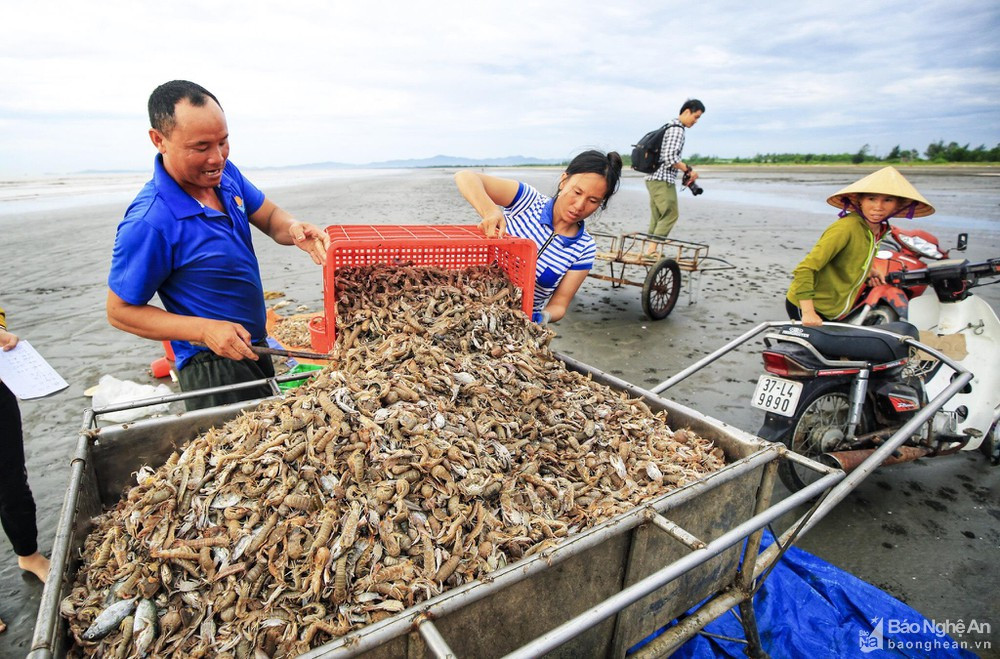 Nhộn nhịp mùa đánh bắt tôm tít trên biển Diễn Kim. Ảnh; Tư liệu